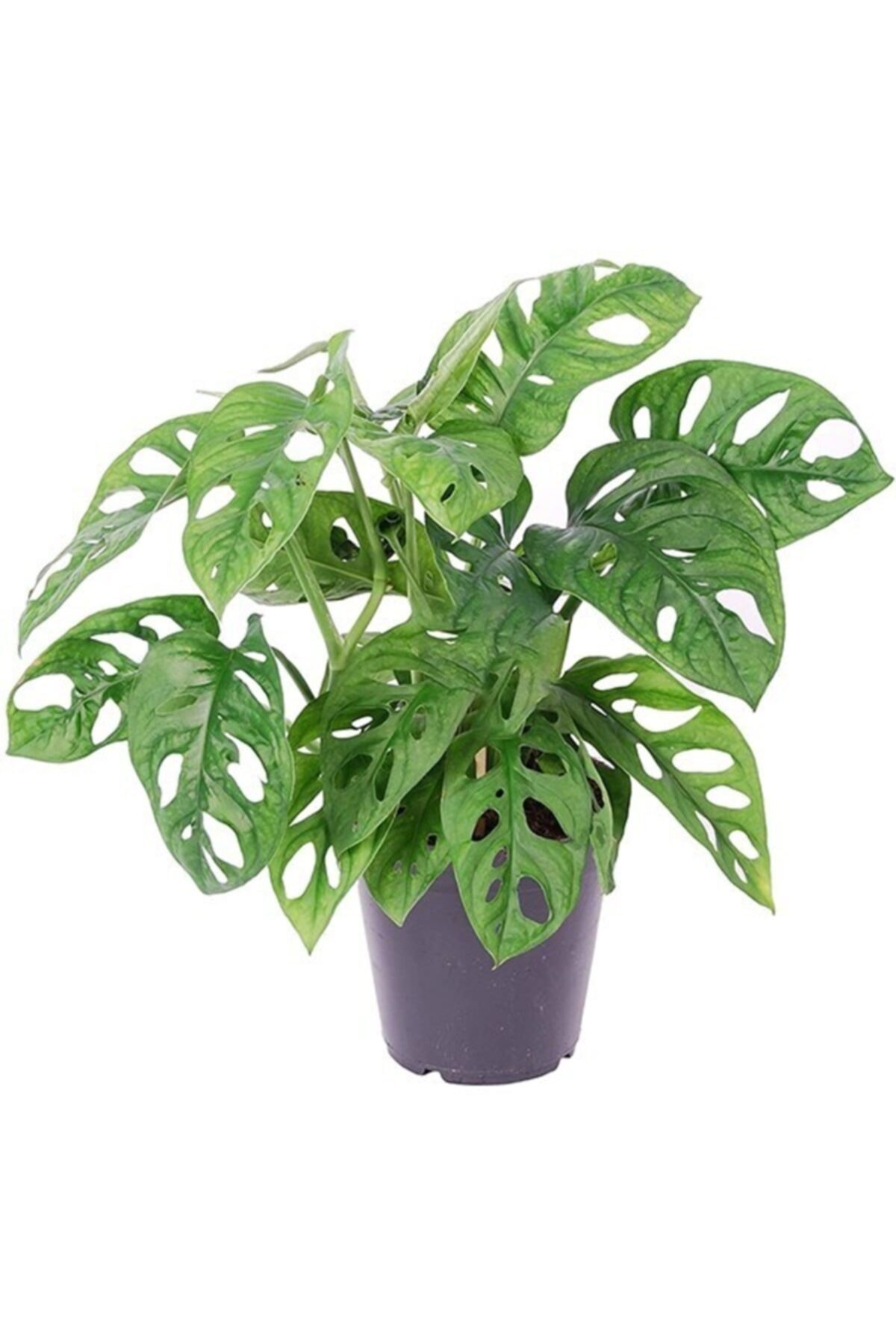 Monstera 'monkey Mask' Deve Tabanı