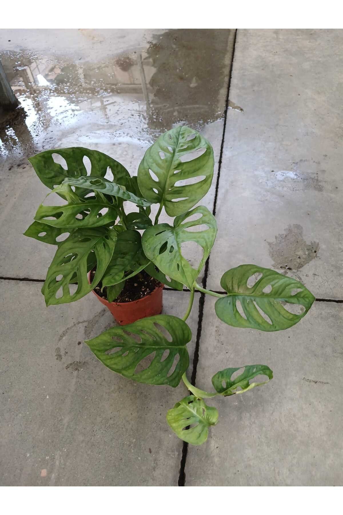 Monstera Monkey Mask Salon Bitkisi | Canlı ve Delikli Yapraklı İsviçre Peyniri Çiçeği