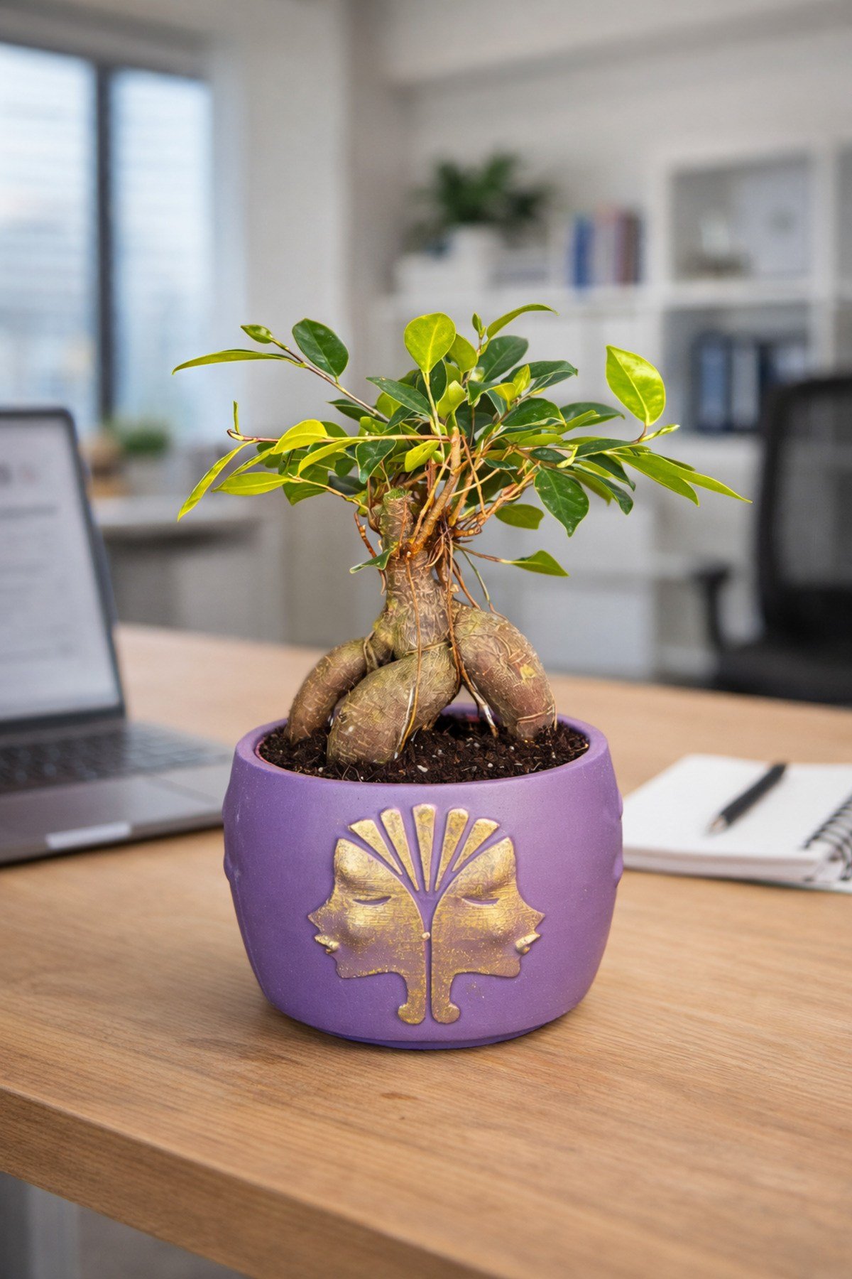 Mor Dekoratif Saksıda Ficus Ginseng Bonsai – Mini Masaüstü Ofis ve Ev Bitkisi