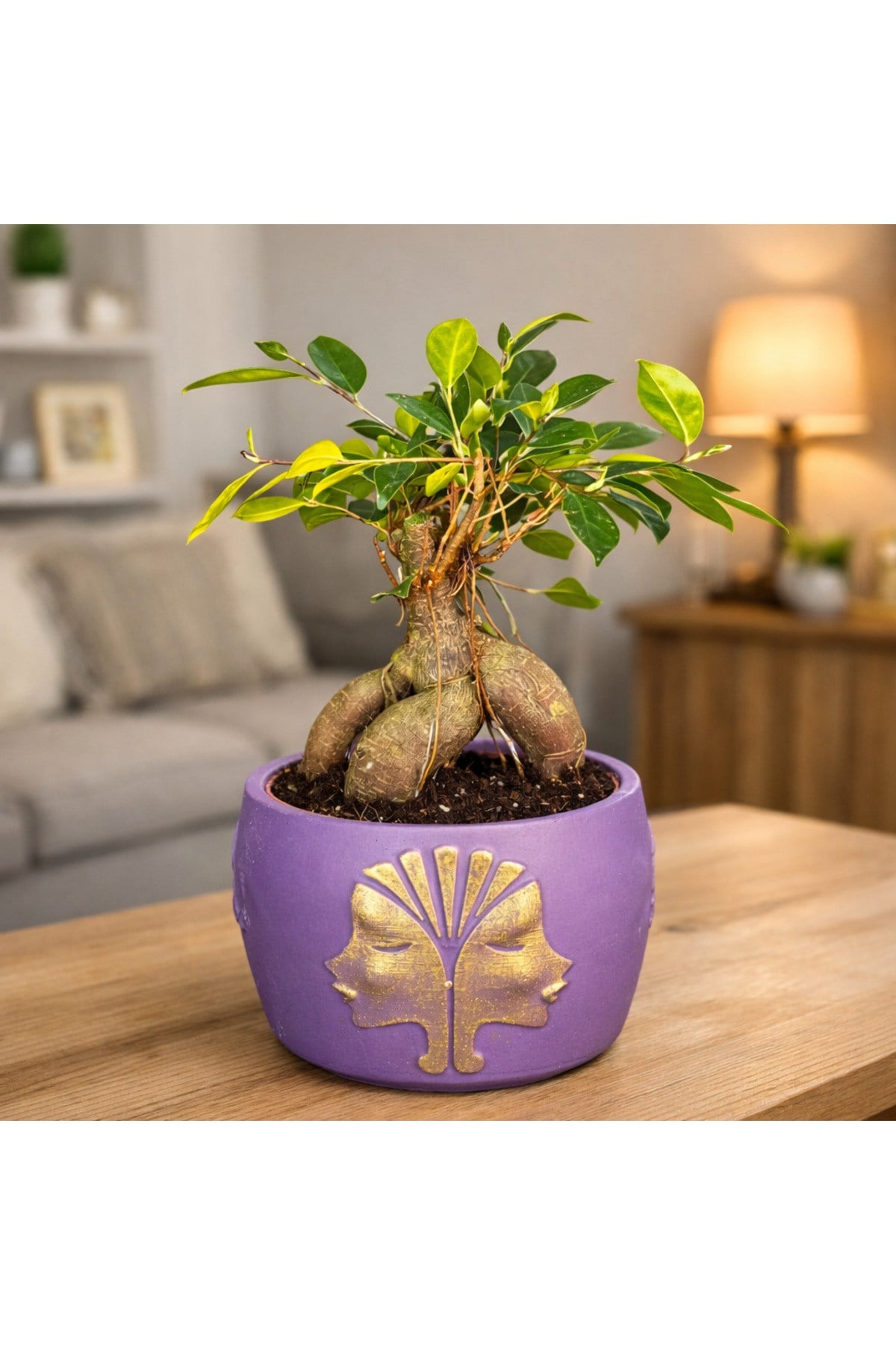 Mor Dekoratif Saksıda Ficus Ginseng Bonsai – Mini Masaüstü Ofis ve Ev Bitkisi