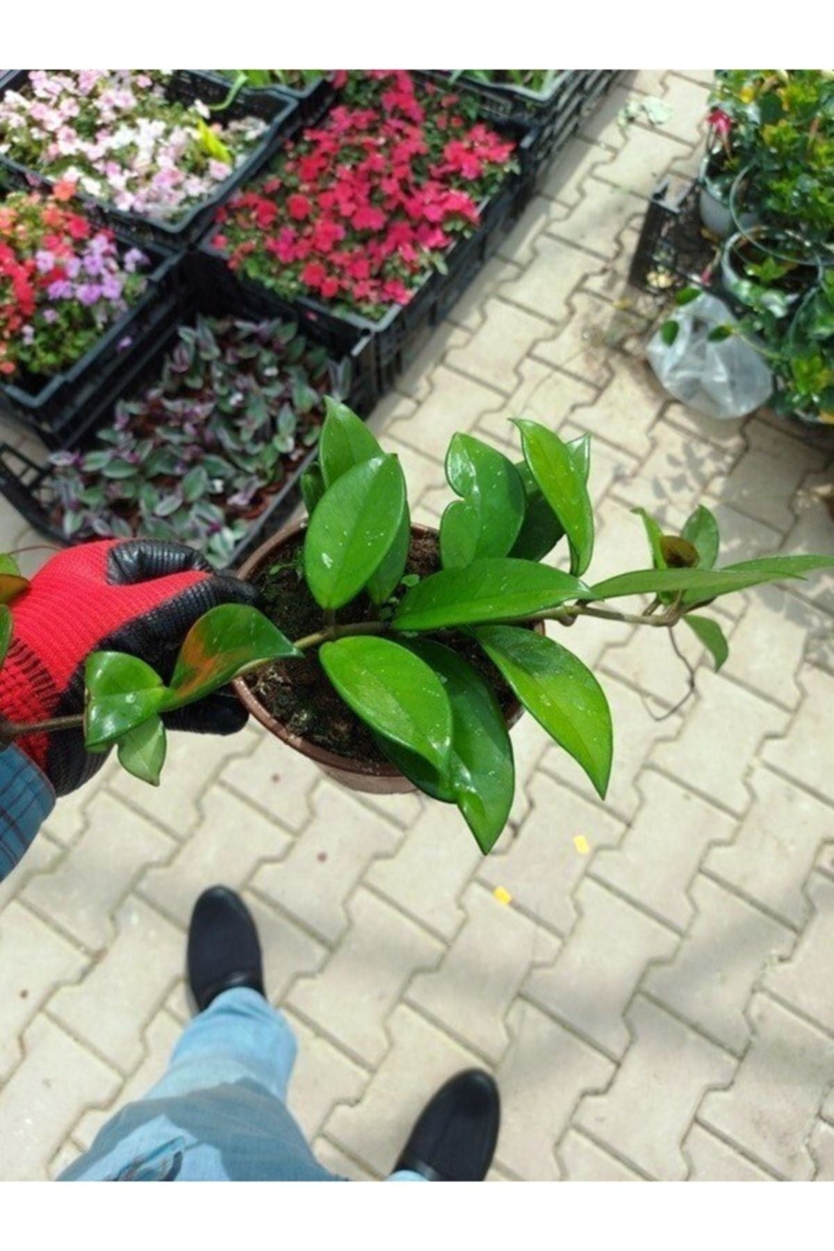 Mum Çiçeği Fidanı Hoya Carnosa Tri Colour 3 Renkli 10-20 cm