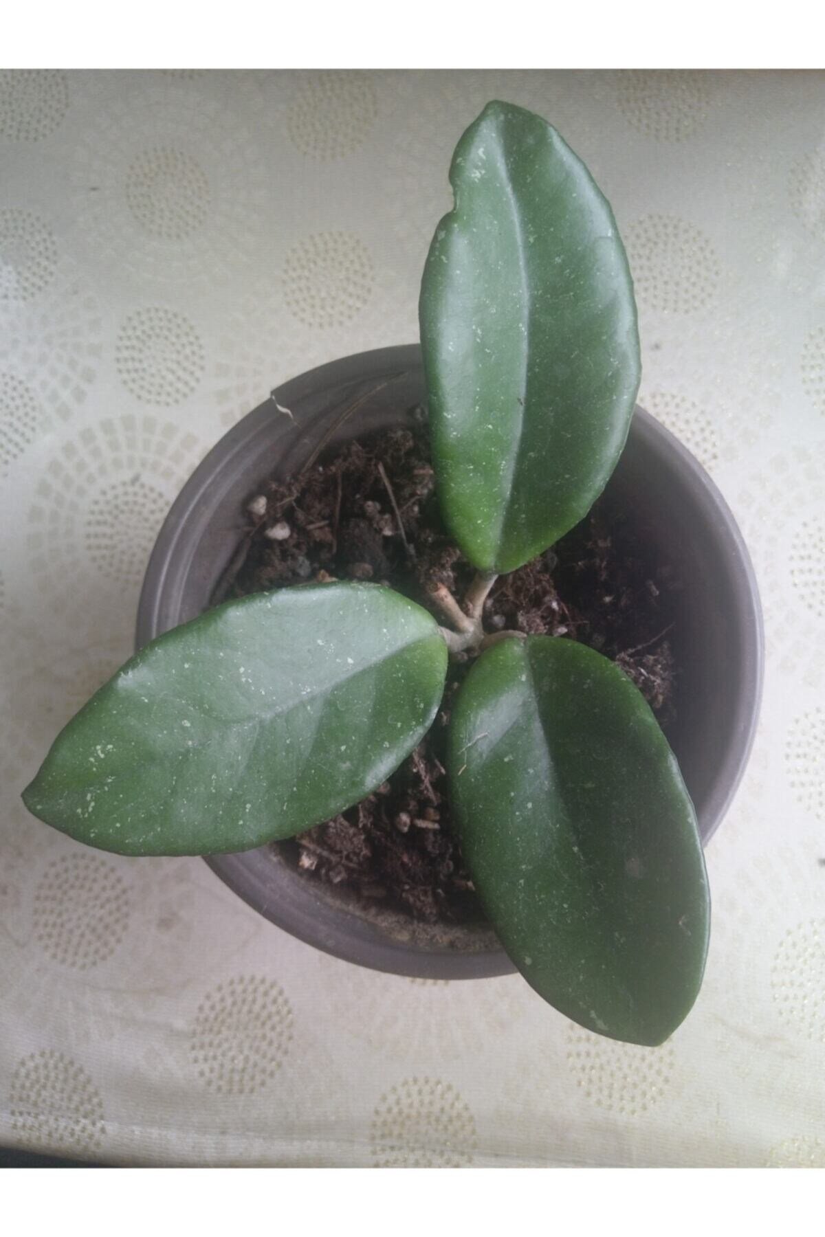 Mum Çiçeği  Hoya Carnosa Fidesi 16 Cm Lik Sası