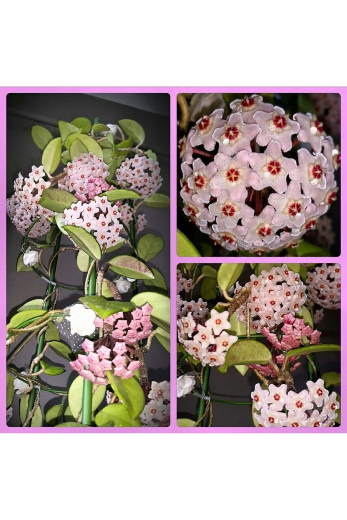 Mum Çiçeği  Hoya Carnosa Fidesi 16 Cm Lik Sası