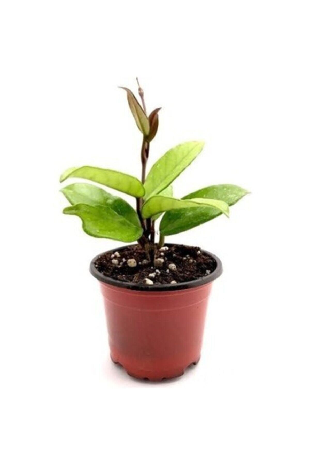 Mum Çiçeği Hoya /kırmızı 10-15cm