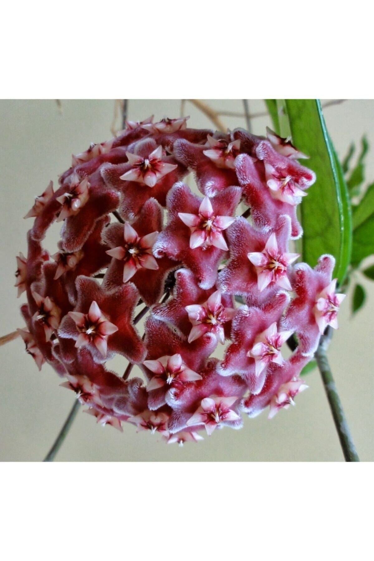 Mum Çiçeği Hoya /kırmızı 10-15cm