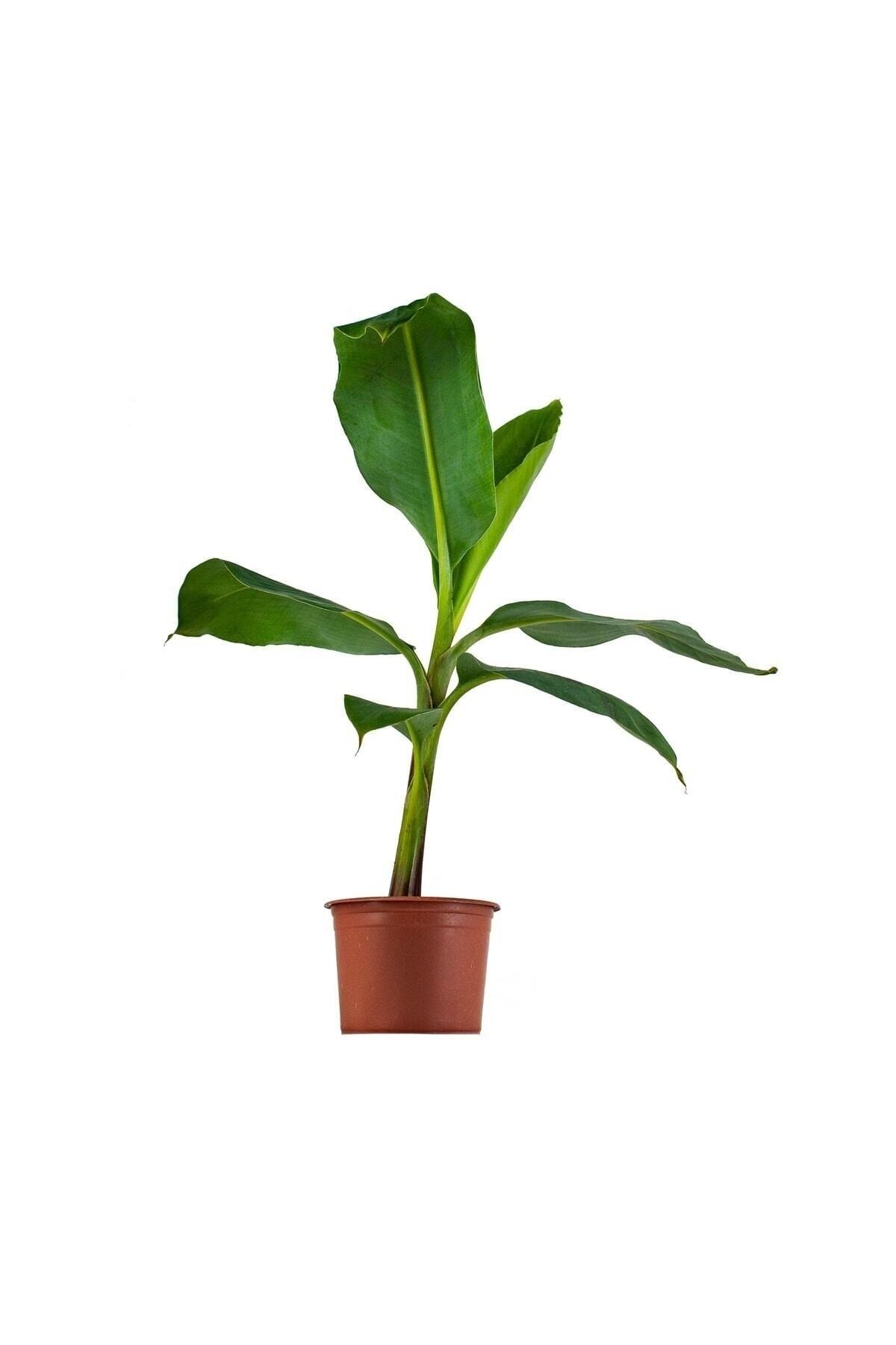 Muz Ağacı 110cm