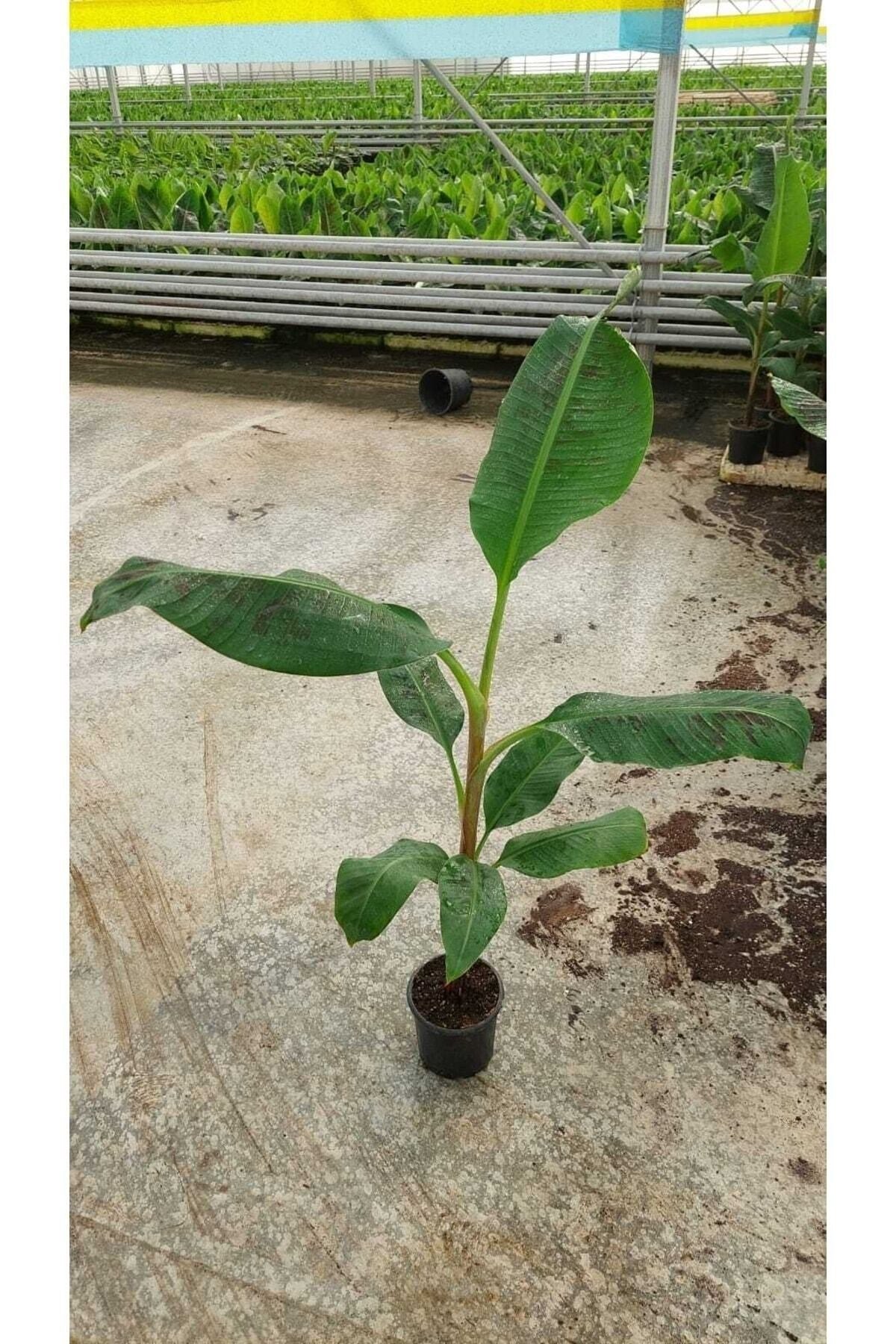 Muz Ağacı 110cm