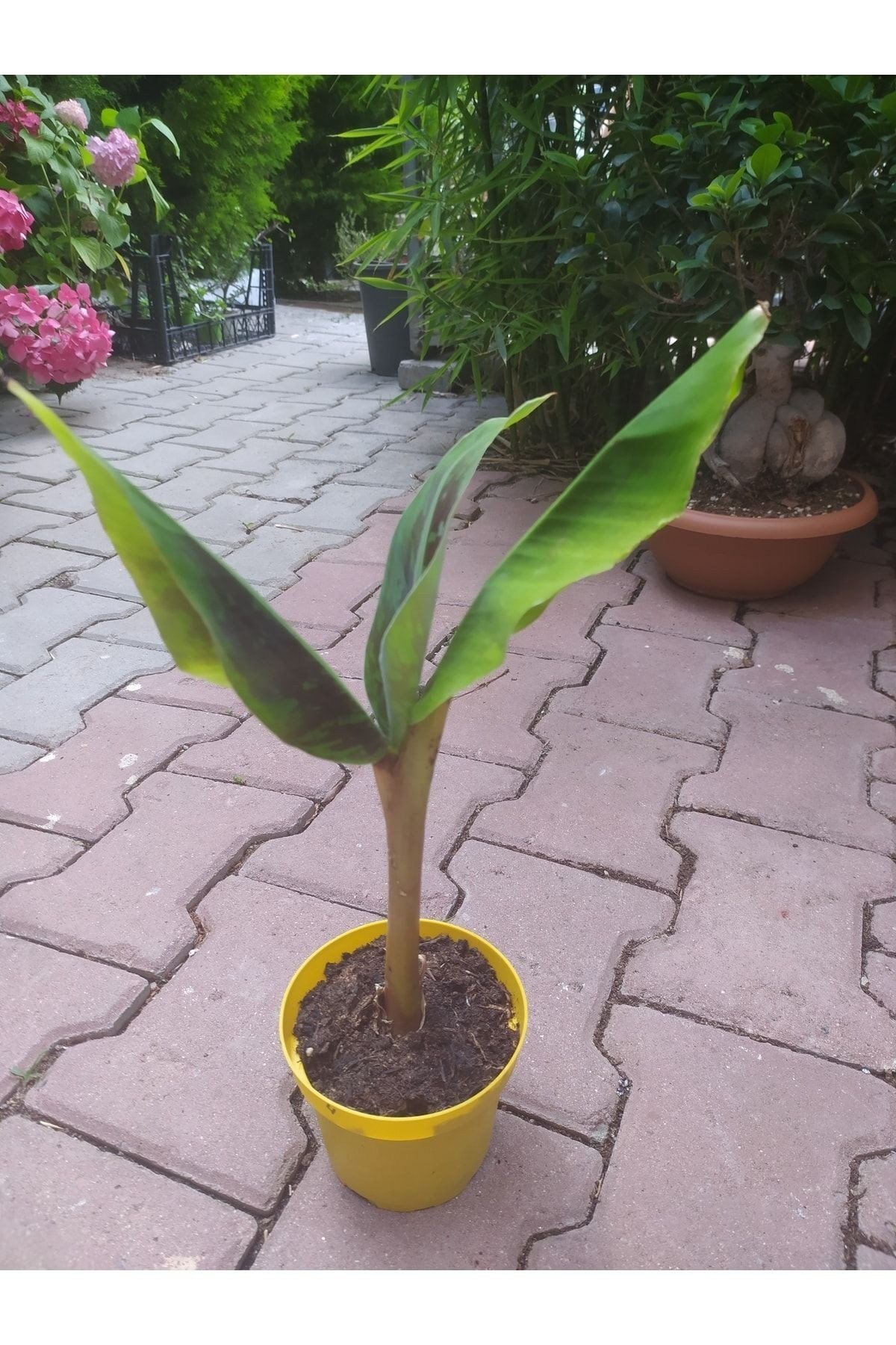 Muz Ağacı