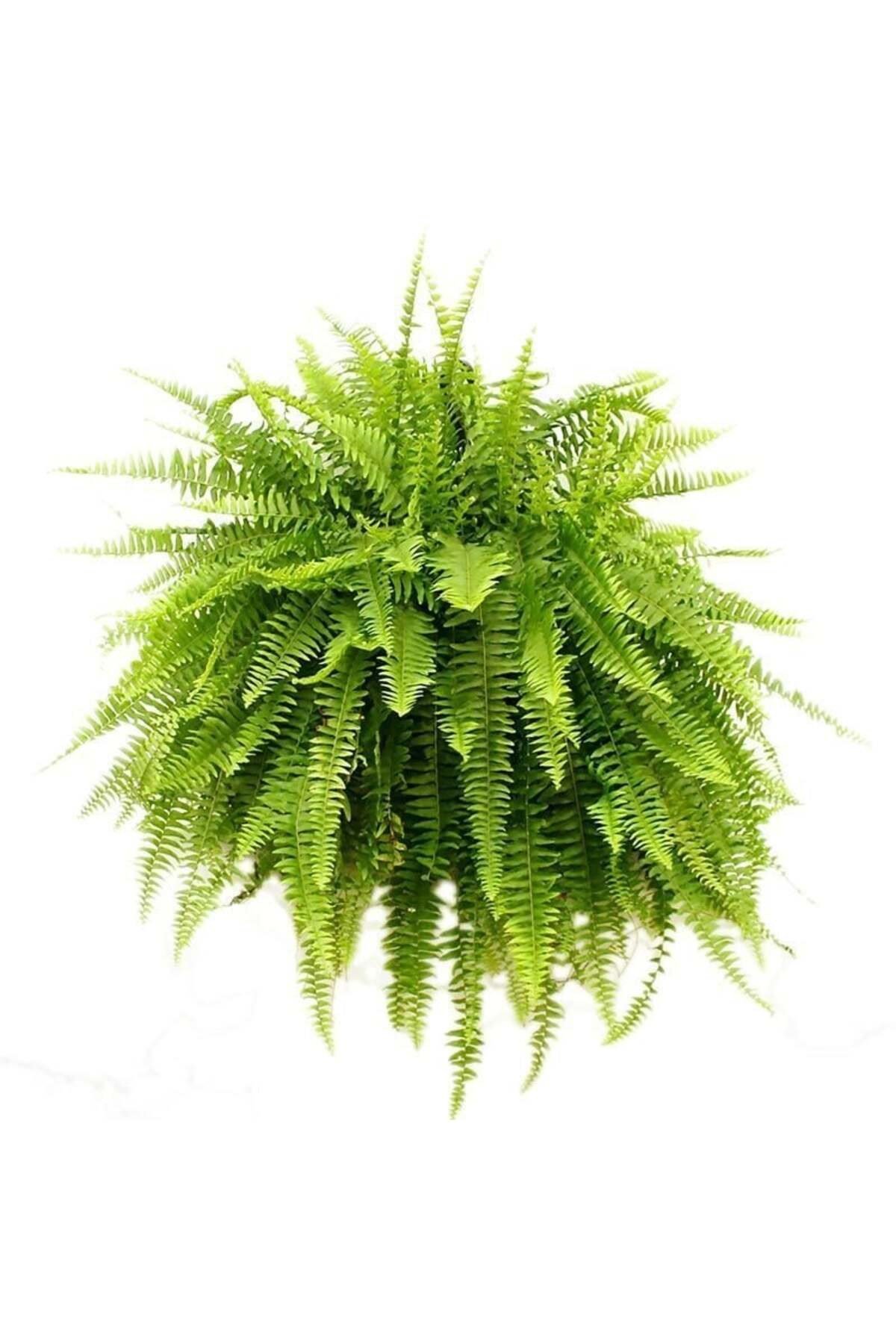 Nephrolepis exaltata aşk merdiveni bitkisi askılı saksıda