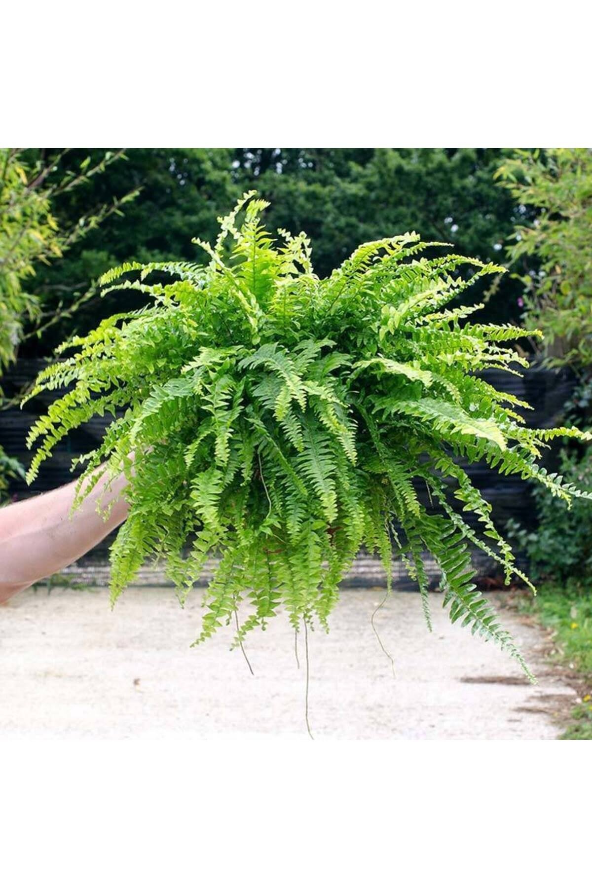 Nephrolepis exaltata aşk merdiveni bitkisi askılı saksıda