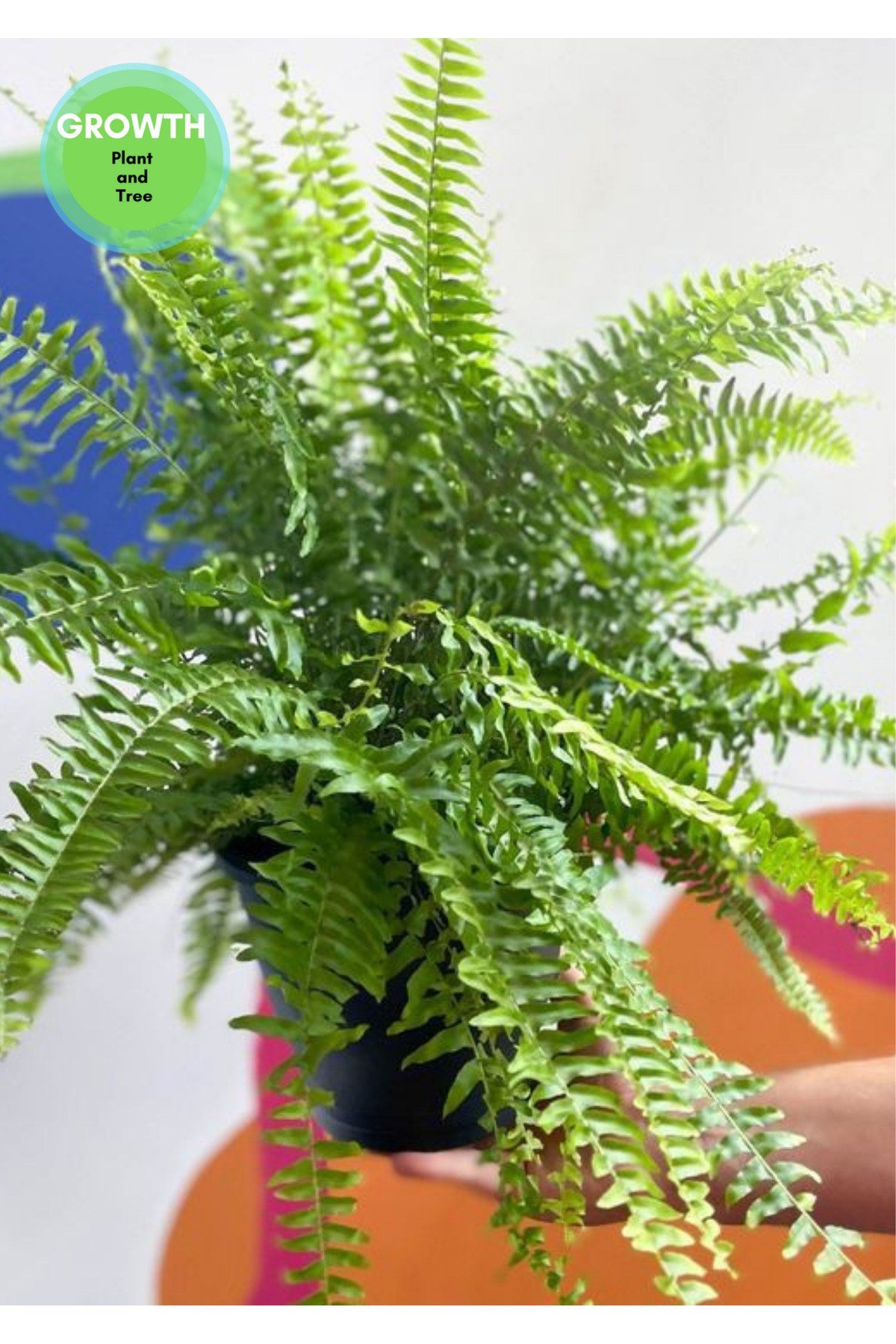 Nephrolepis exaltata - Aşk Merdiveni Orta boy