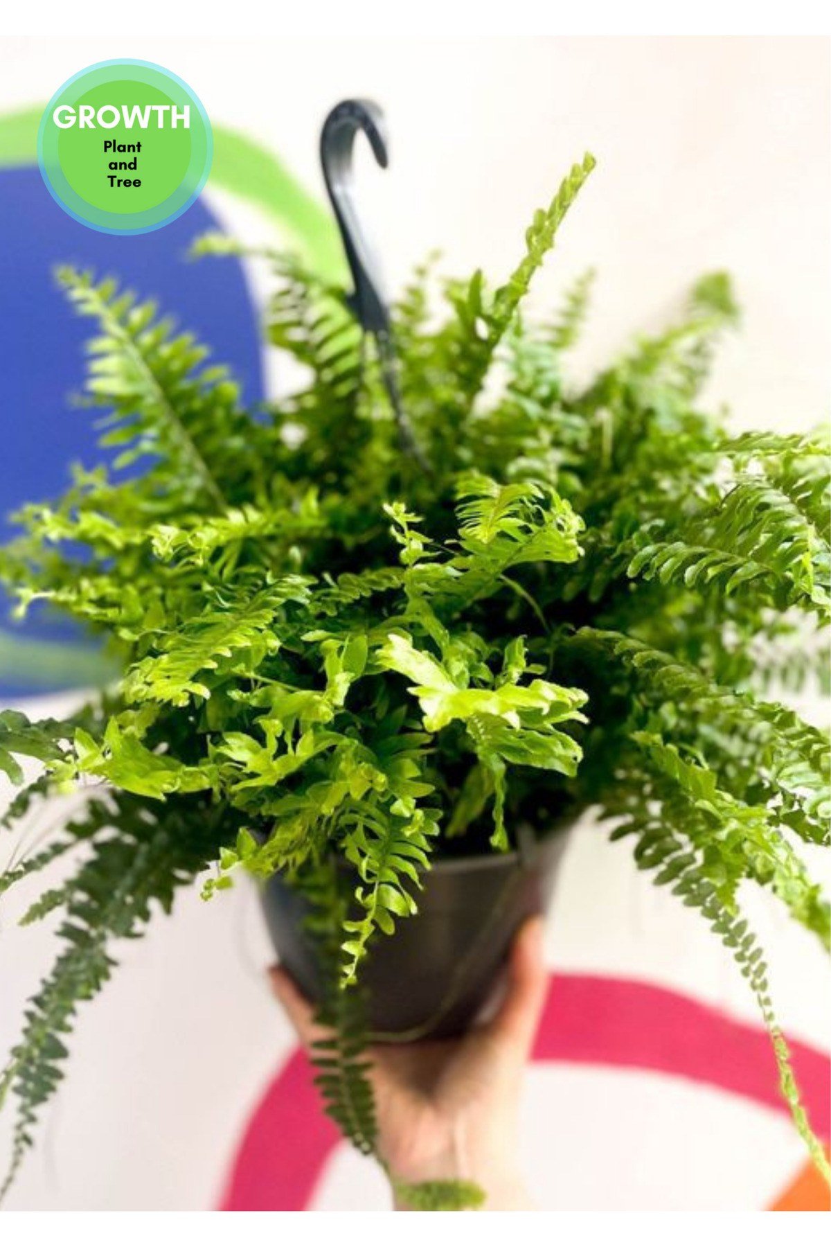 Nephrolepis exaltata - Aşk Merdiveni Orta boy