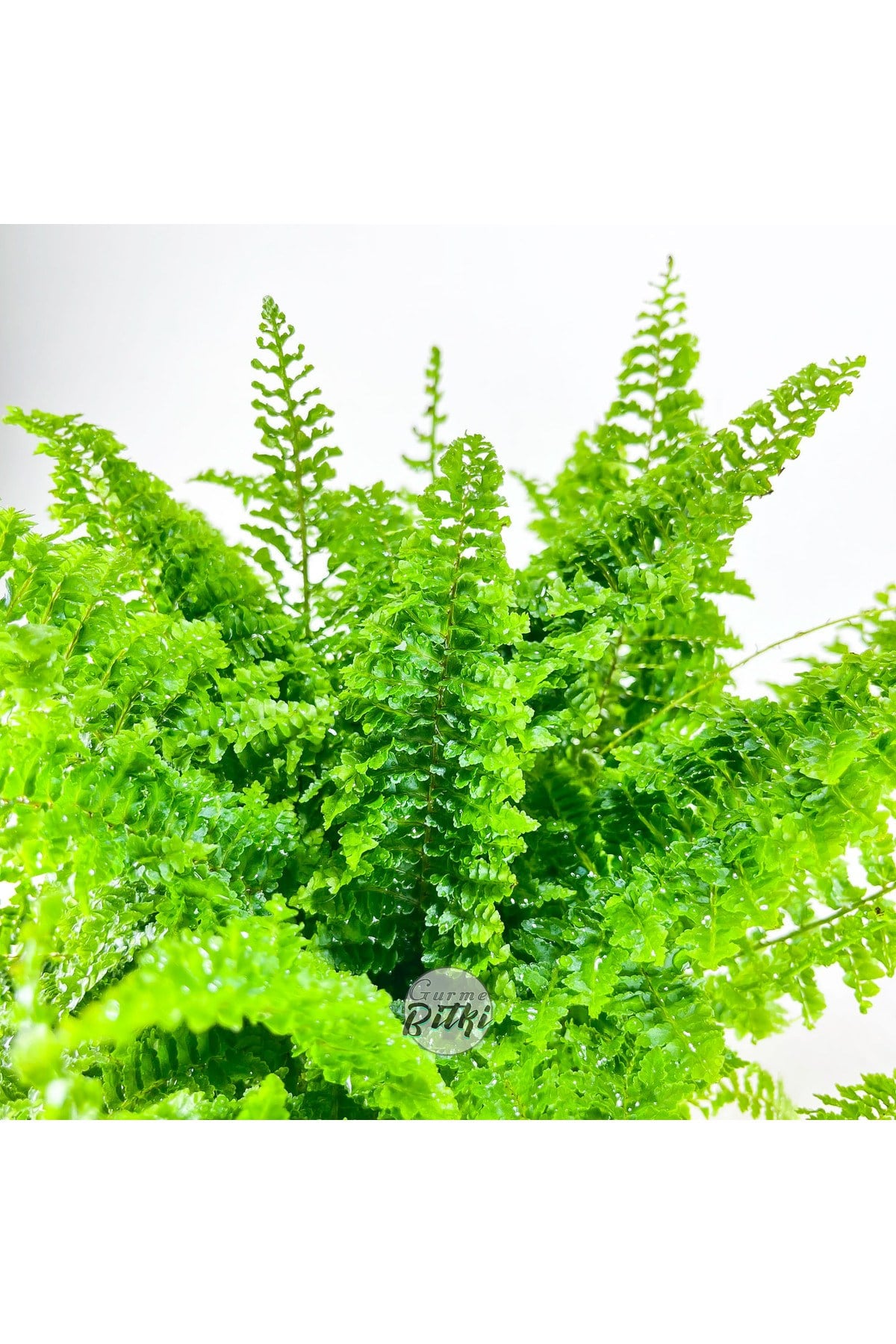 Nephrolepis Exaltata Cotton Candy (12 cm Saksıda) Özel Tür Aşk Merdiveni Eğrelti