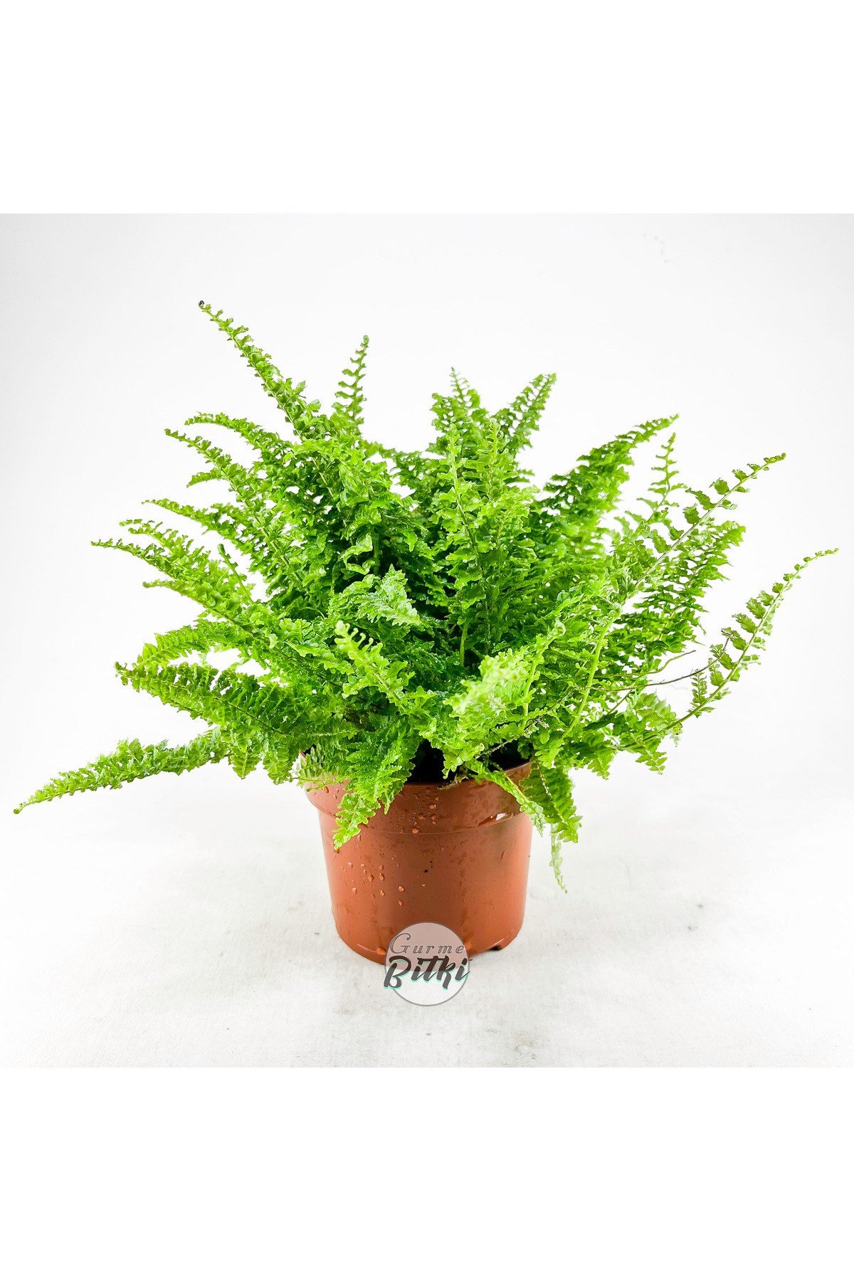 Nephrolepis Exaltata Cotton Candy (12 cm Saksıda) Özel Tür Aşk Merdiveni Eğrelti