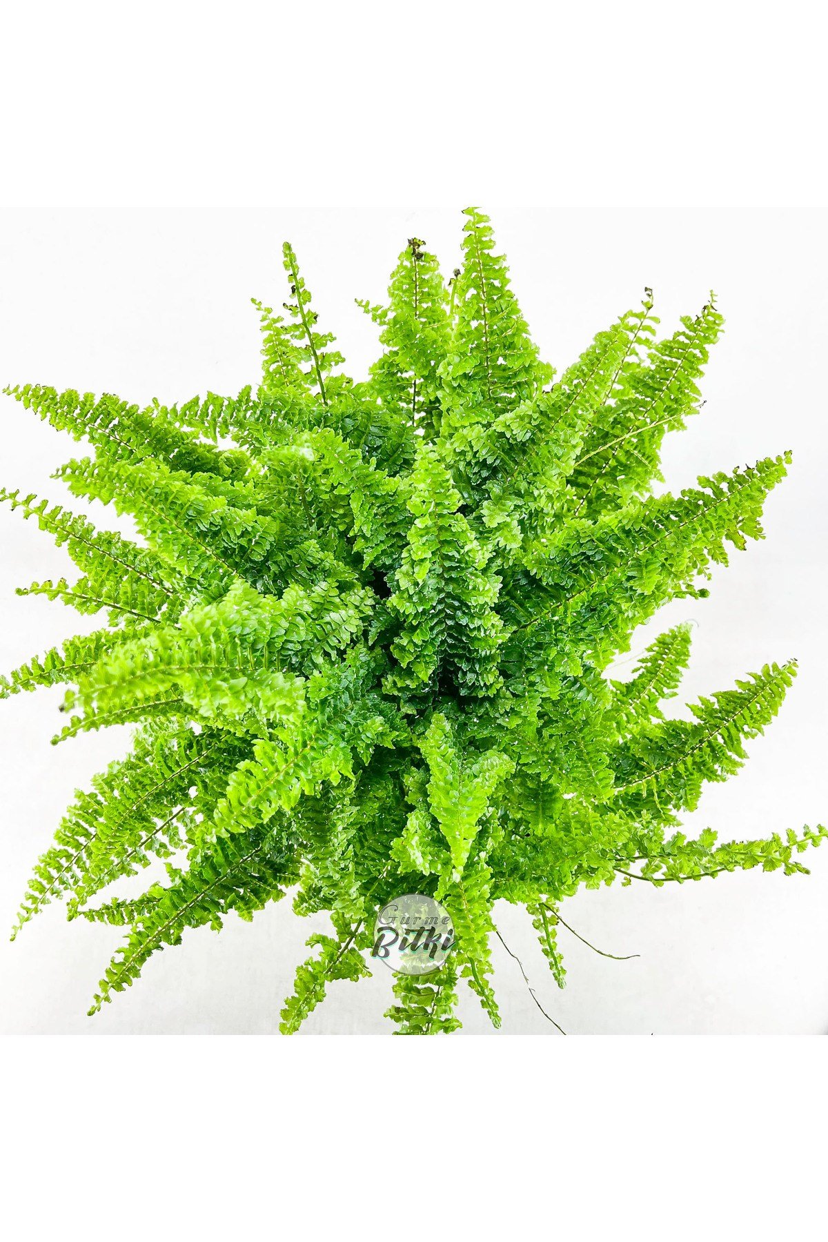 Nephrolepis Exaltata Cotton Candy (12 cm Saksıda) Özel Tür Aşk Merdiveni Eğrelti