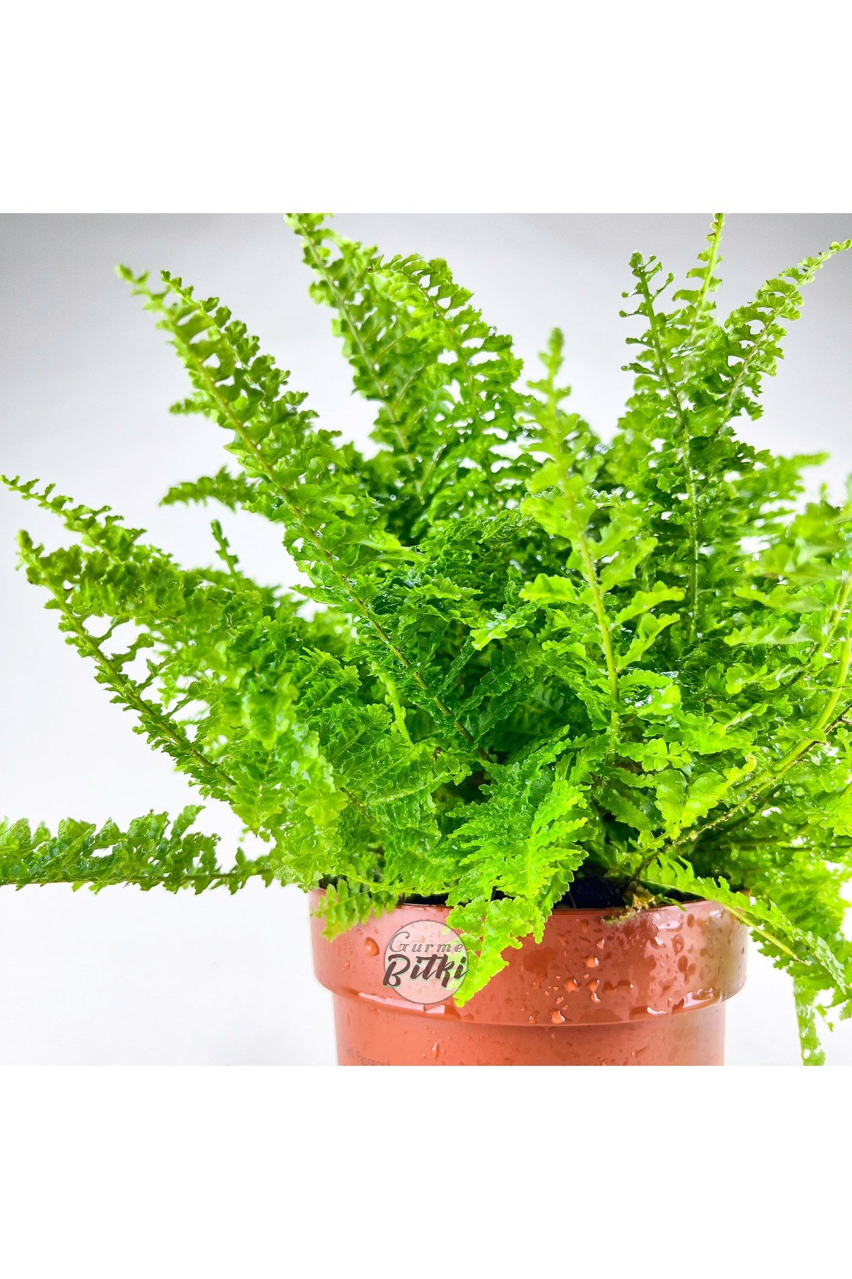 Nephrolepis Exaltata Cotton Candy (12 cm Saksıda) Özel Tür Aşk Merdiveni Eğrelti