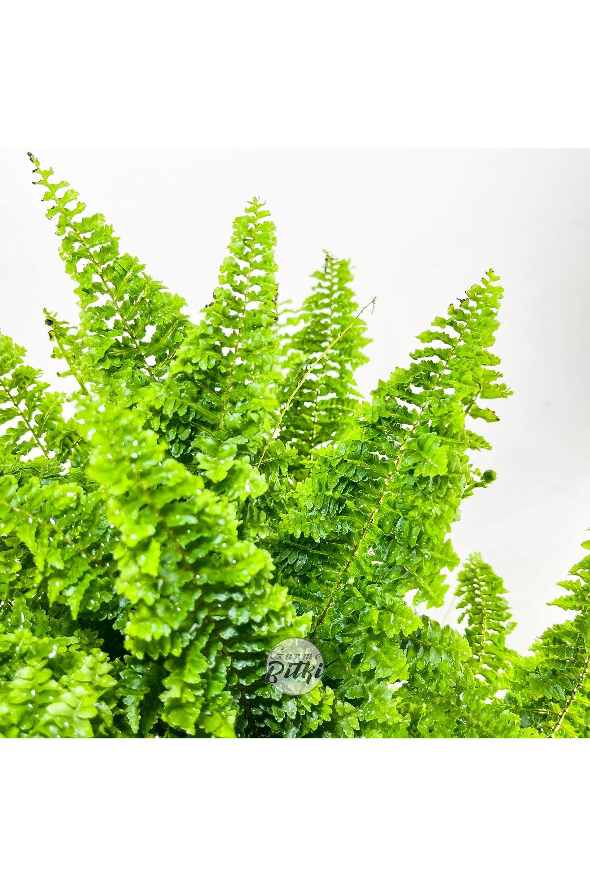 Nephrolepis Exaltata Cotton Candy (12 cm Saksıda) Özel Tür Aşk Merdiveni Eğrelti