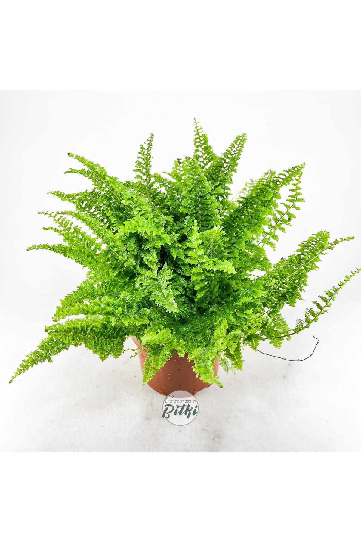 Nephrolepis Exaltata Cotton Candy (12 cm Saksıda) Özel Tür Aşk Merdiveni Eğrelti