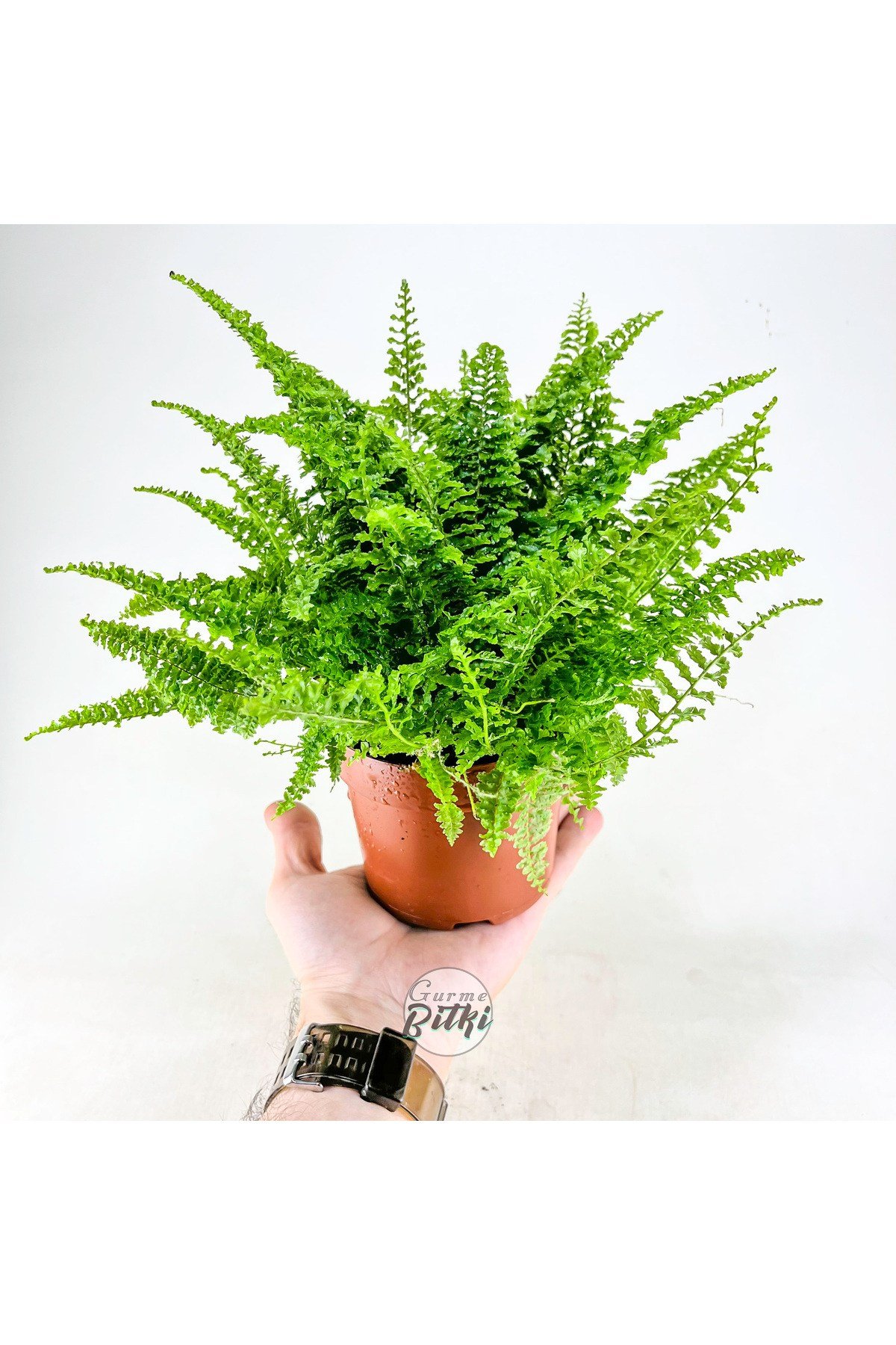 Nephrolepis Exaltata Cotton Candy (12 cm Saksıda) Özel Tür Aşk Merdiveni Eğrelti