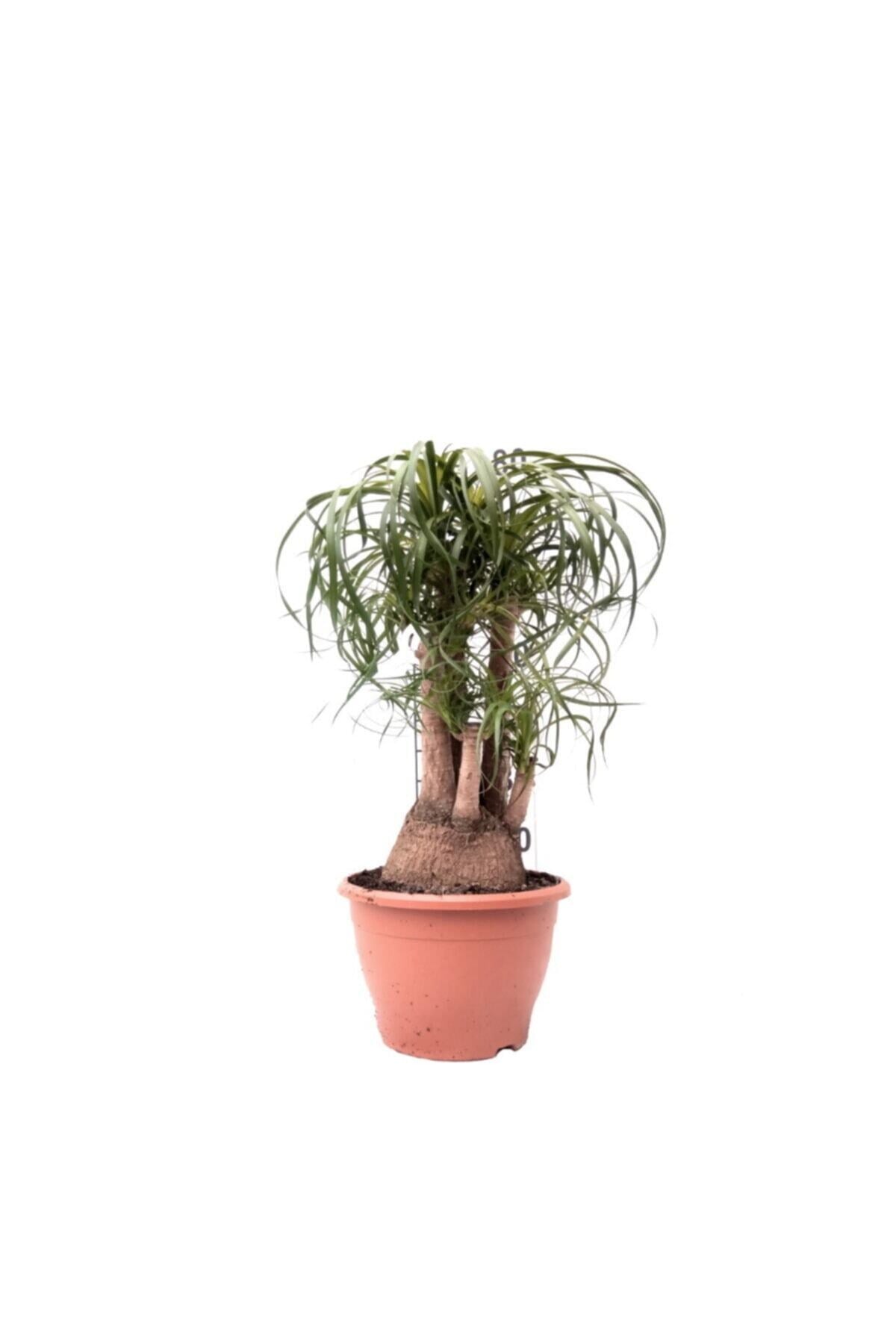 Nolina - Beaucarnea Recurvata - 80 Cm Boyunda