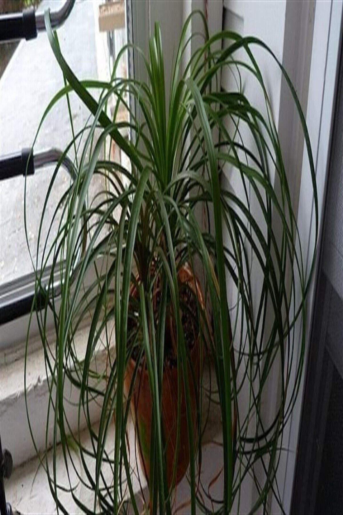 Nolina / Fil Ayağı Şık Dekorasyon Bitkisi 50-60 Cm