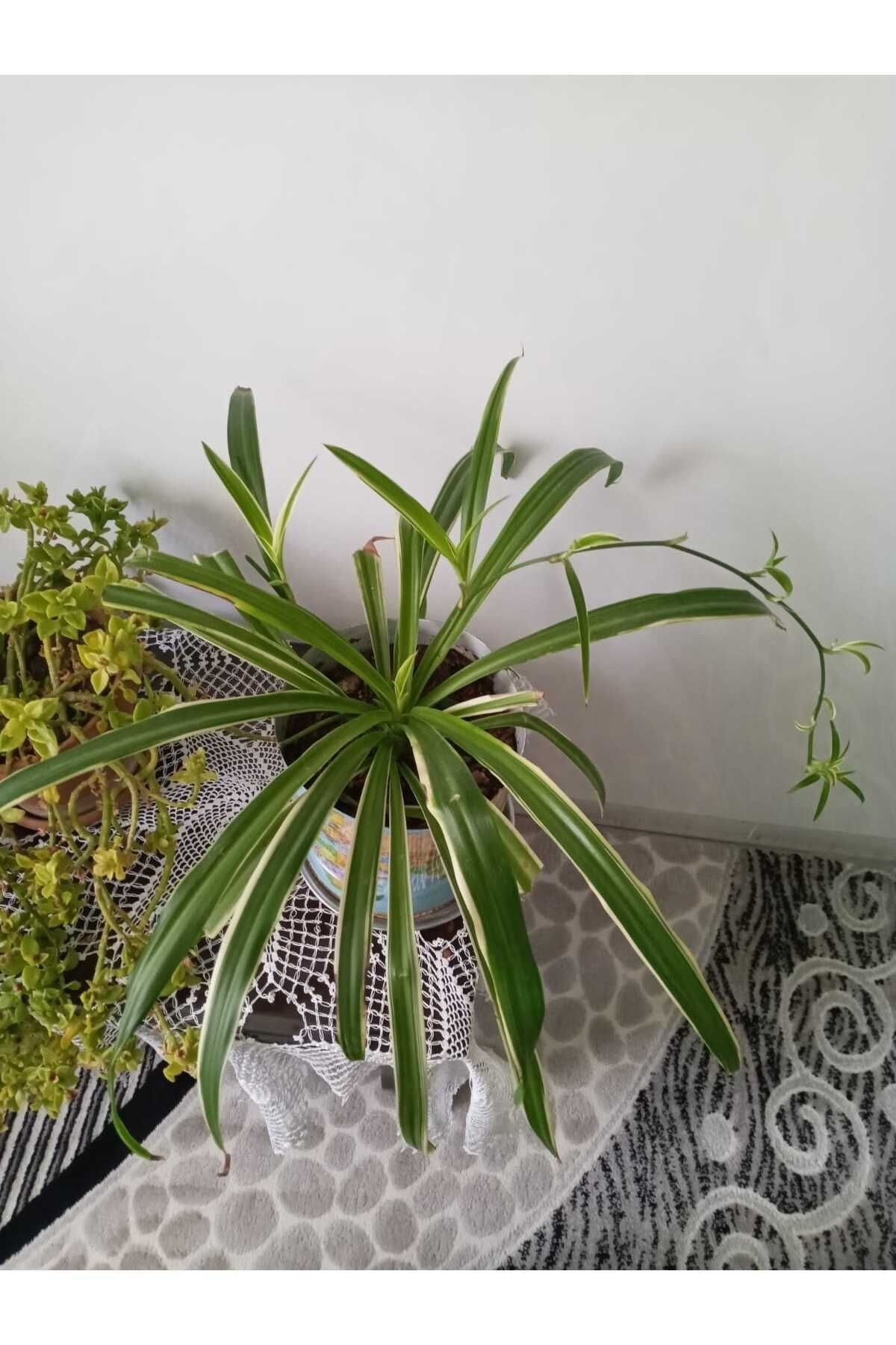 Ofis Bitkisi Kurdele Çiçeği Fidanı 10-20 cm