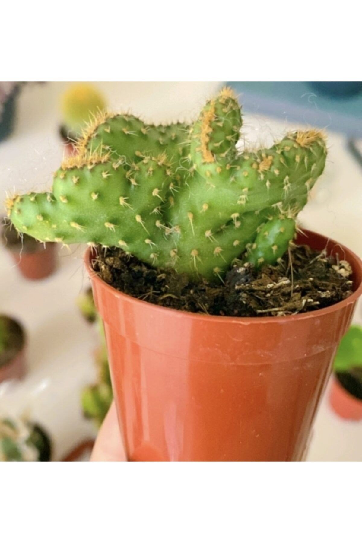 Opuntia Cristata Beyin