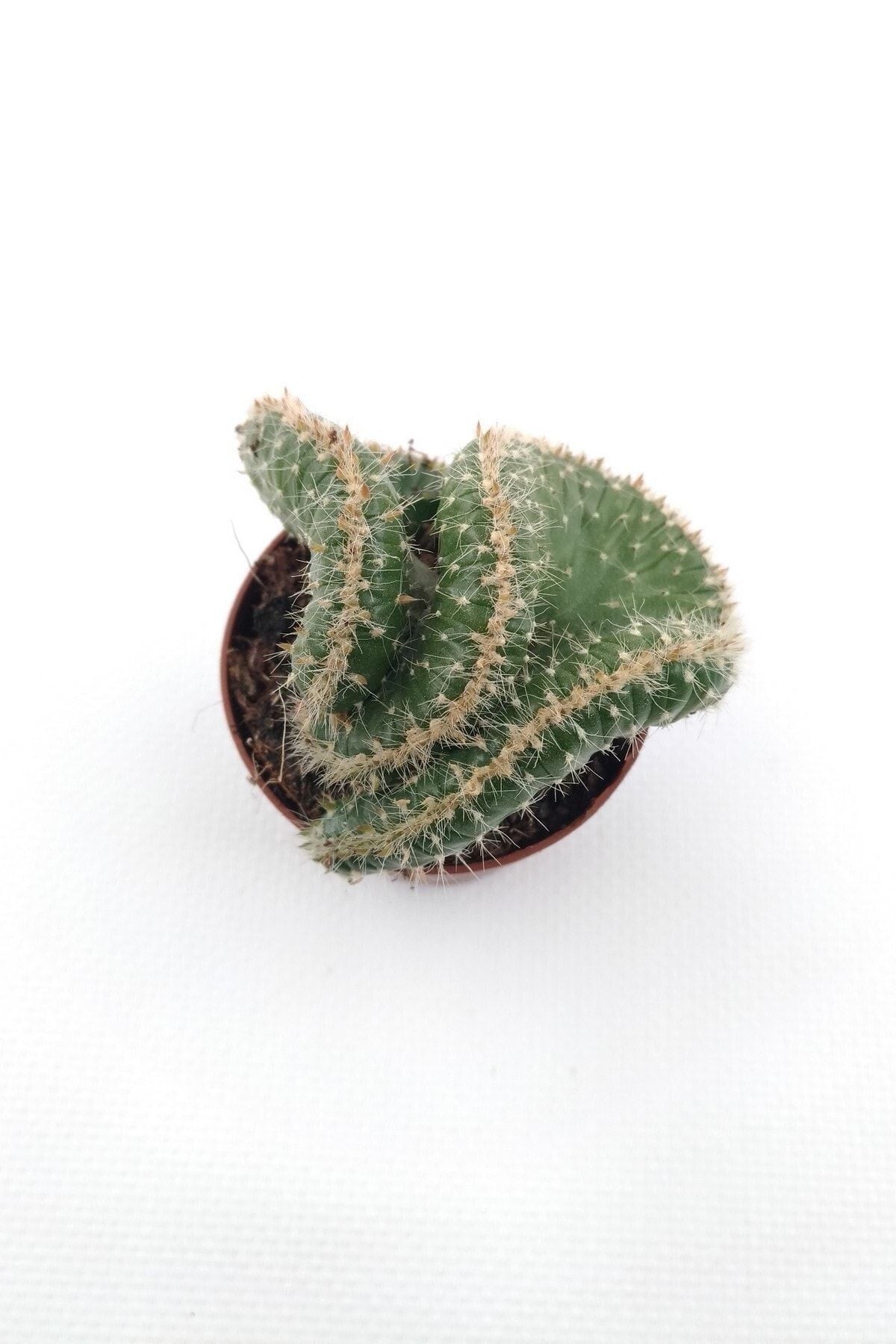 Opuntia Cylindrica Cristata - 5.5 cm Saksı