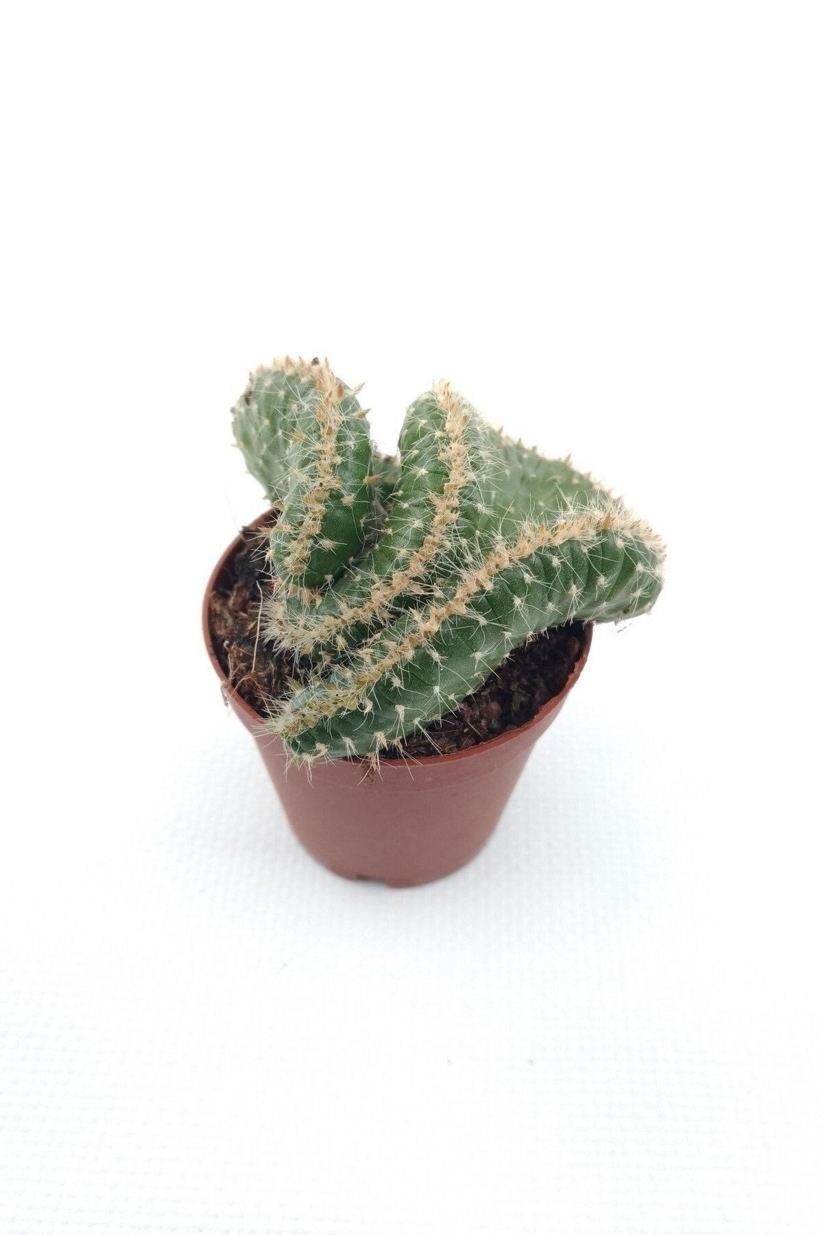 Opuntia Cylindrica Cristata - 5.5 cm Saksı