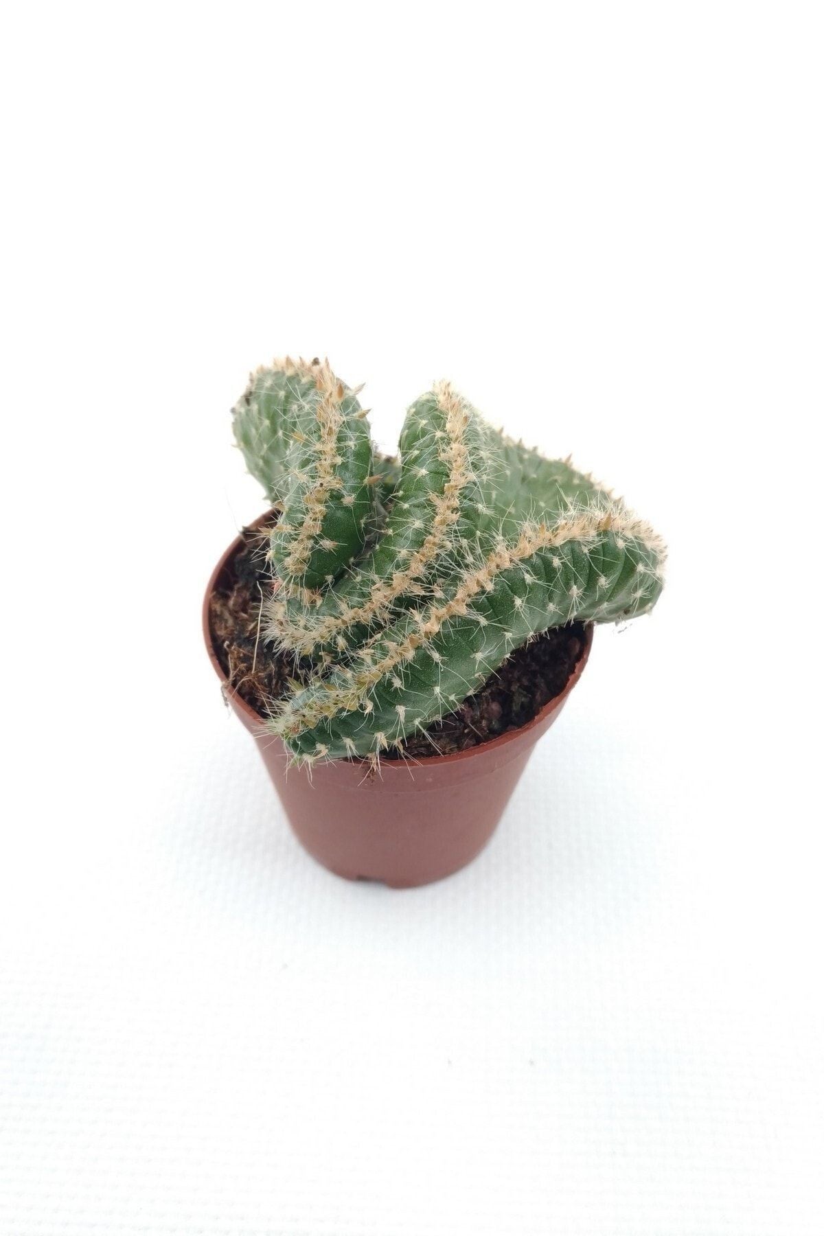 Opuntia Cylindrica Cristata - 5.5 cm Saksı