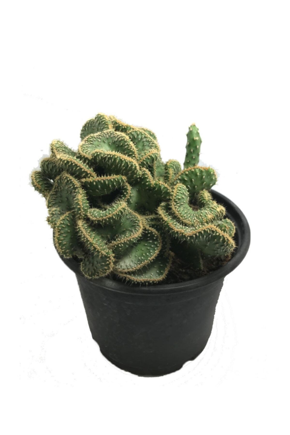 Opuntia Cylindrica Cristata - Büyük Boy Beyin Kaktüs