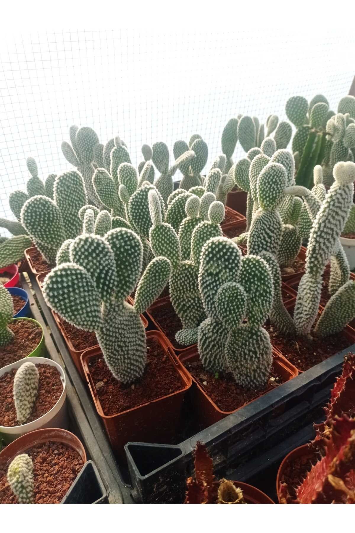 Opuntia Microdasys Sarı Çiçek Açan Tavşan Kulağı Sukulent Kaktüs