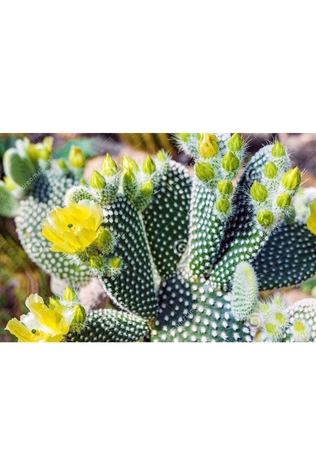 Opuntia Microdasys Sarı Çiçek Açan Tavşan Kulağı Sukulent Kaktüs