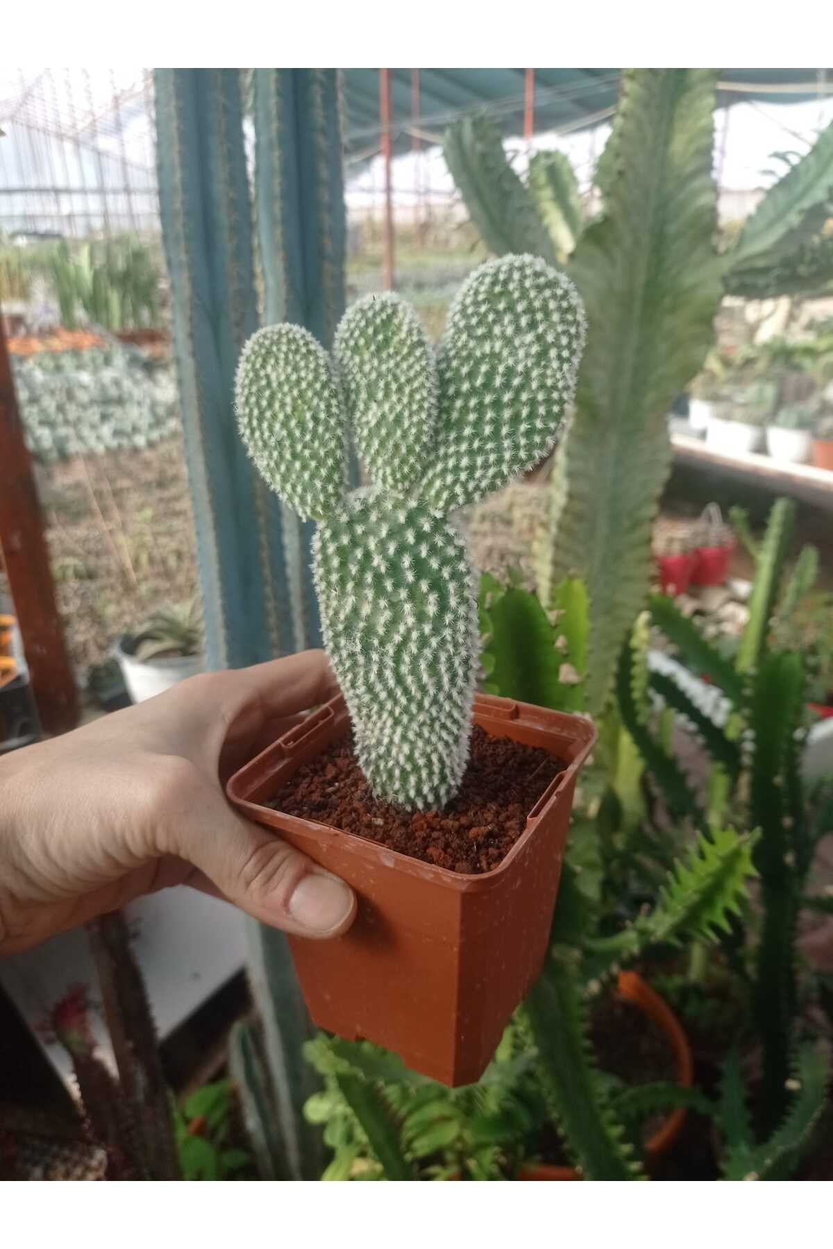 Opuntia Microdasys Sarı Çiçek Açan Tavşan Kulağı Sukulent Kaktüs