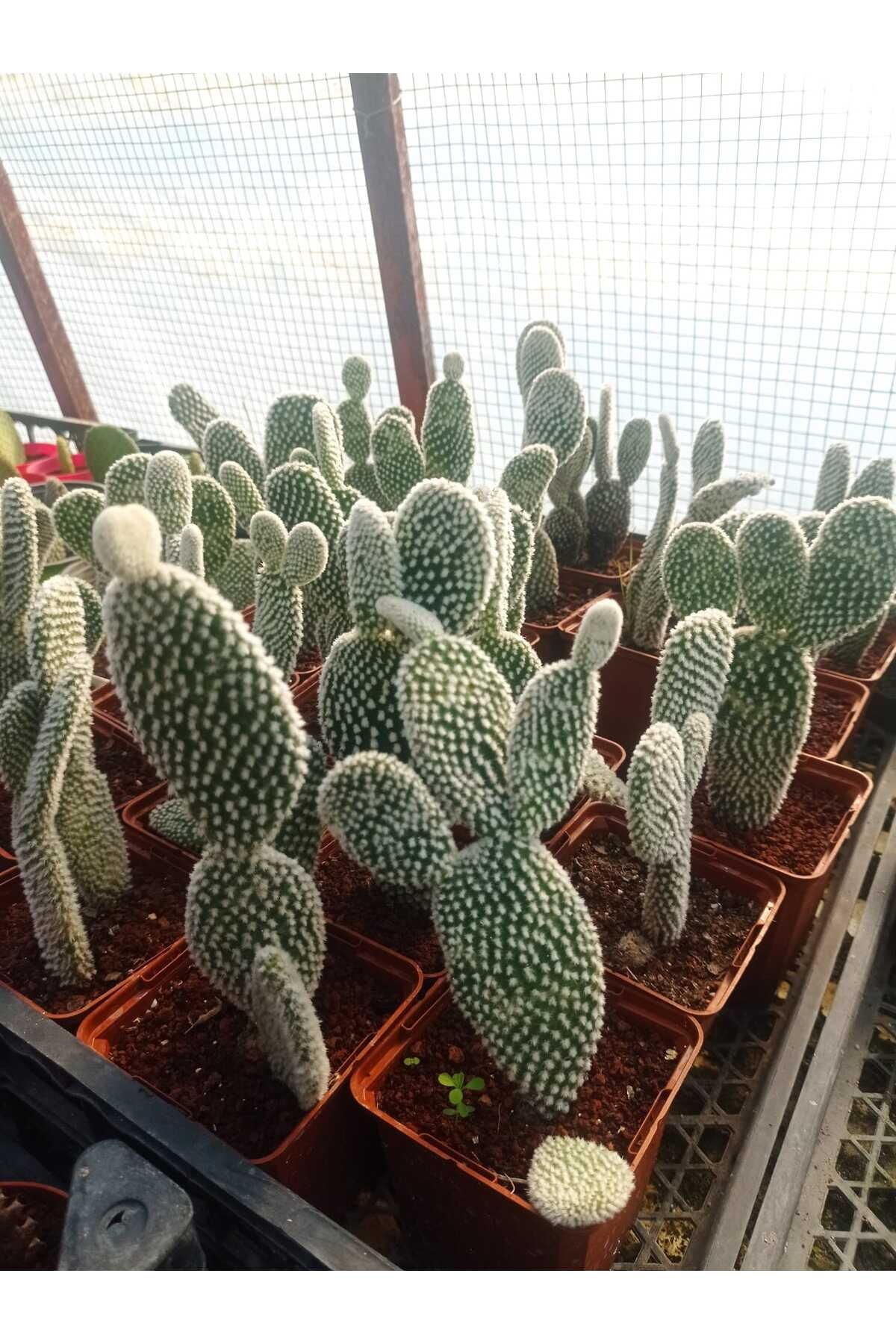 Opuntia Microdasys Sarı Çiçek Açan Tavşan Kulağı Sukulent Kaktüs