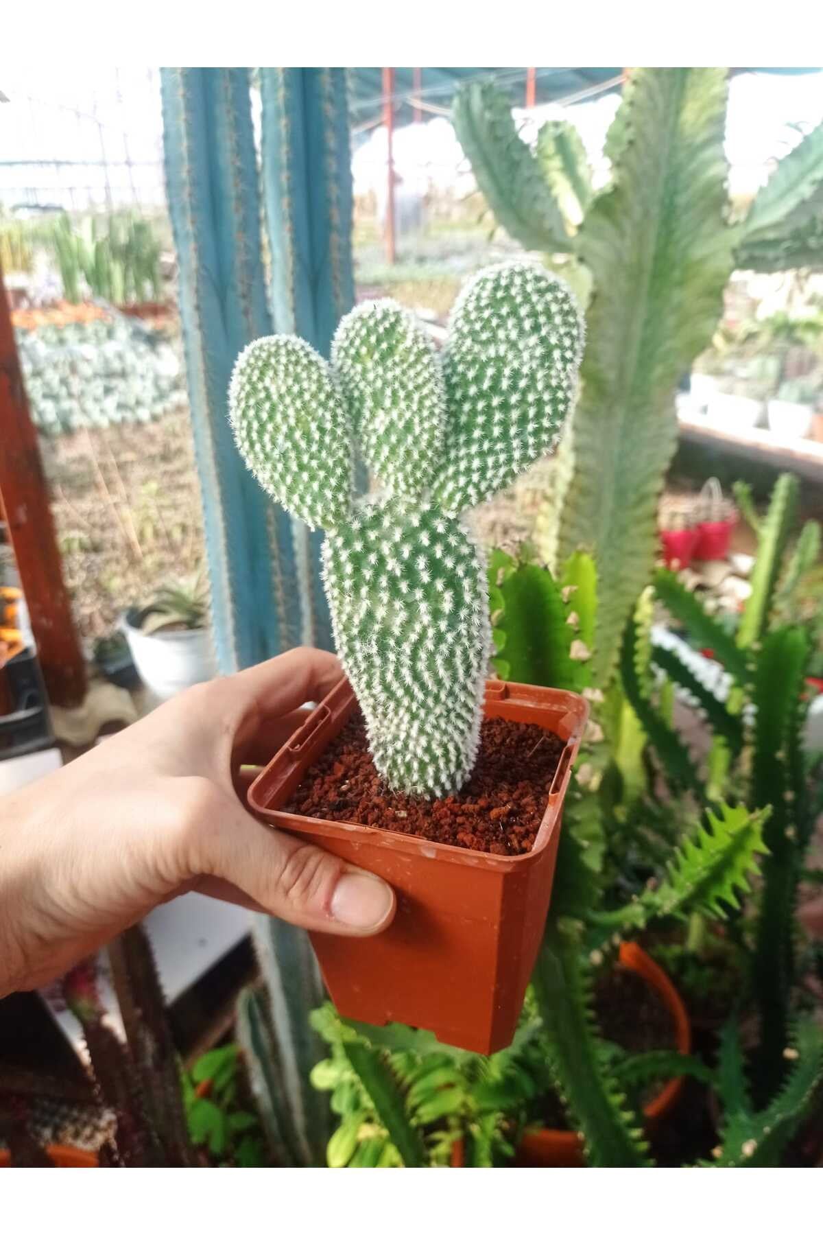 Opuntia Microdasys Sarı Çiçek Açan Tavşan Kulağı Sukulent Kaktüs