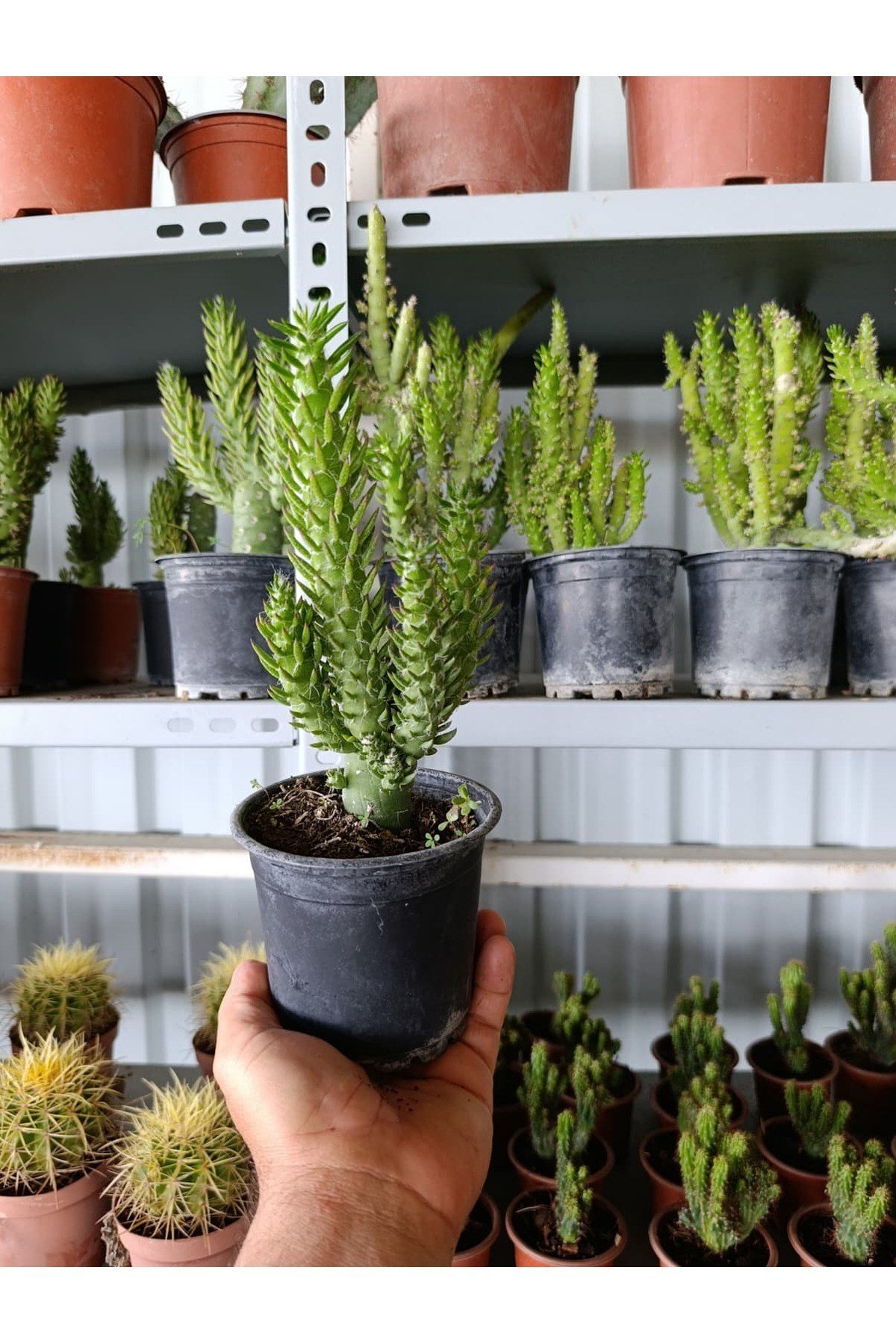 Opuntia Subulata Kaktüs Büyük Boy 10,5cm Saksıda
