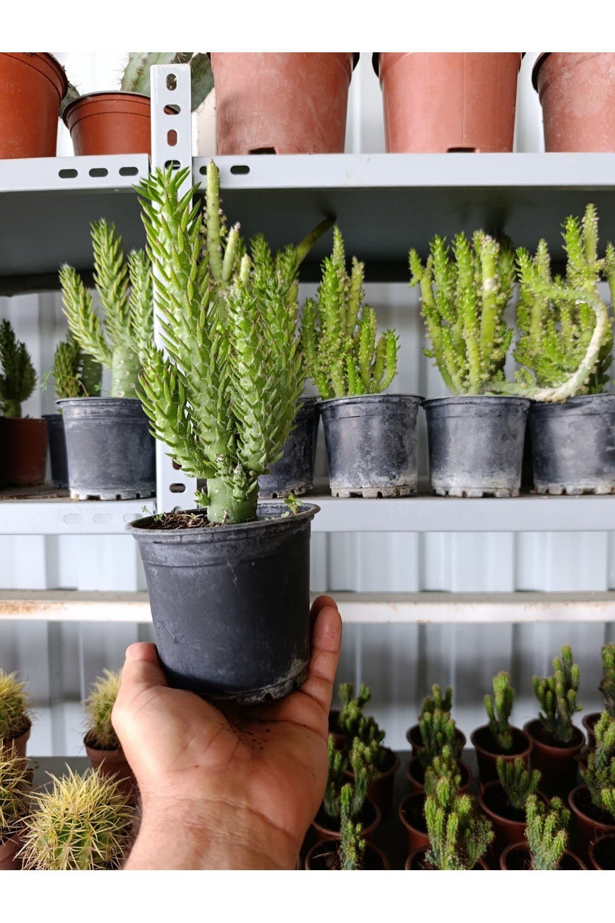 Opuntia Subulata Kaktüs Büyük Boy 10,5cm Saksıda