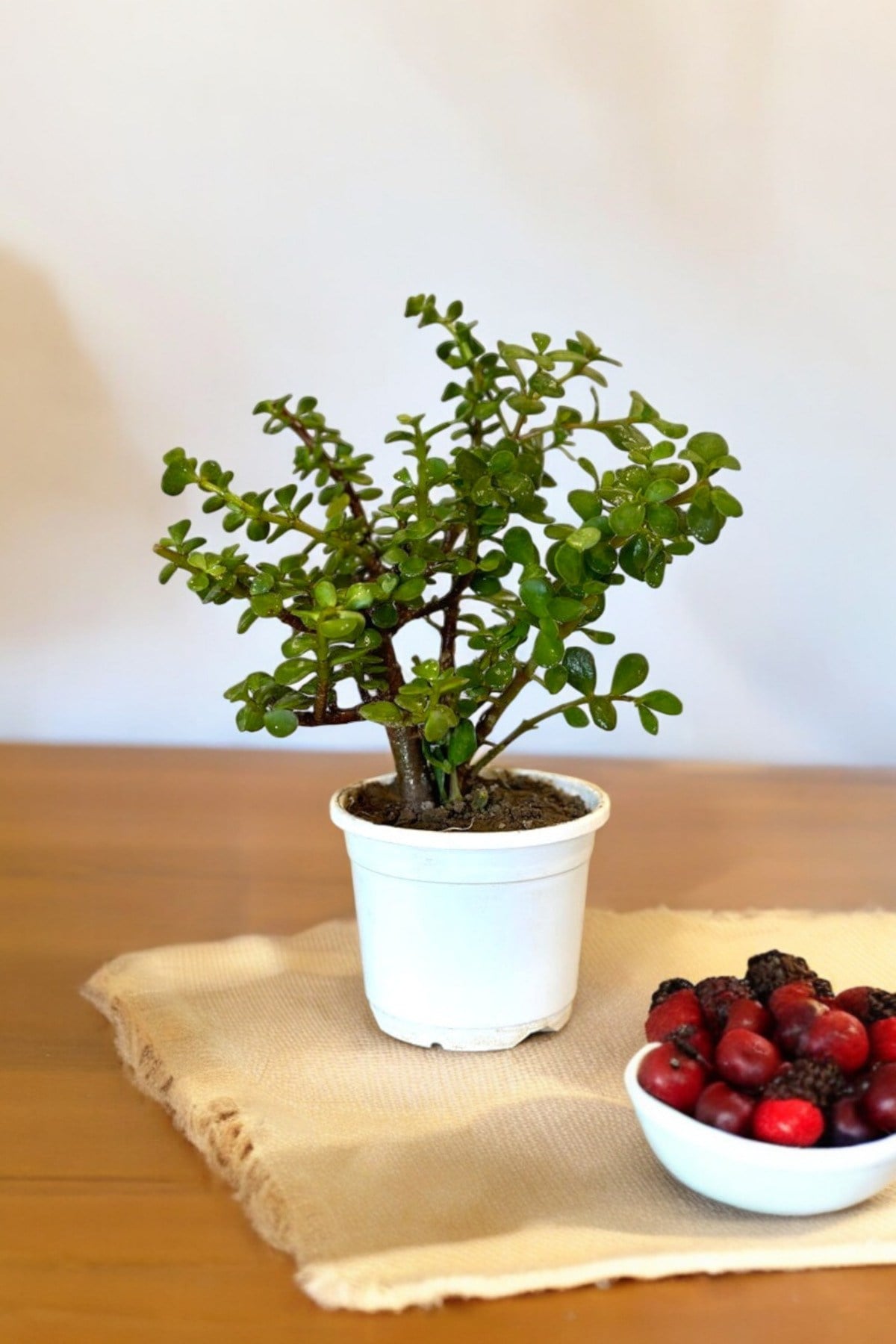 Orta Boy Para Bonsai Para Çiçeği 12 cm saksıda 001