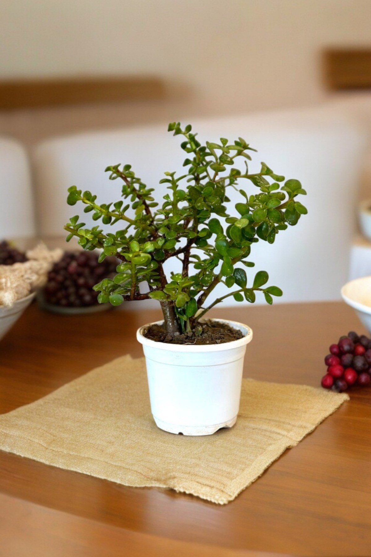 Orta Boy Para Bonsai Para Çiçeği 12 cm saksıda