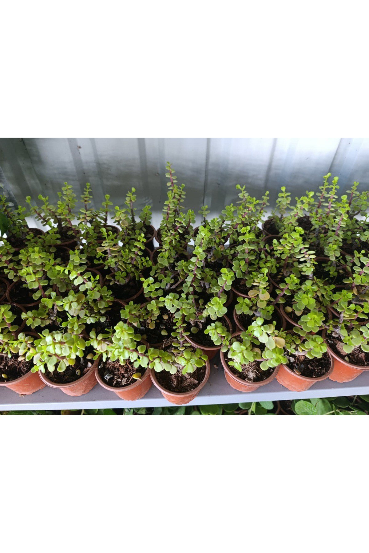 Orta Boy Para Çiçeği 10.5 Saksıda