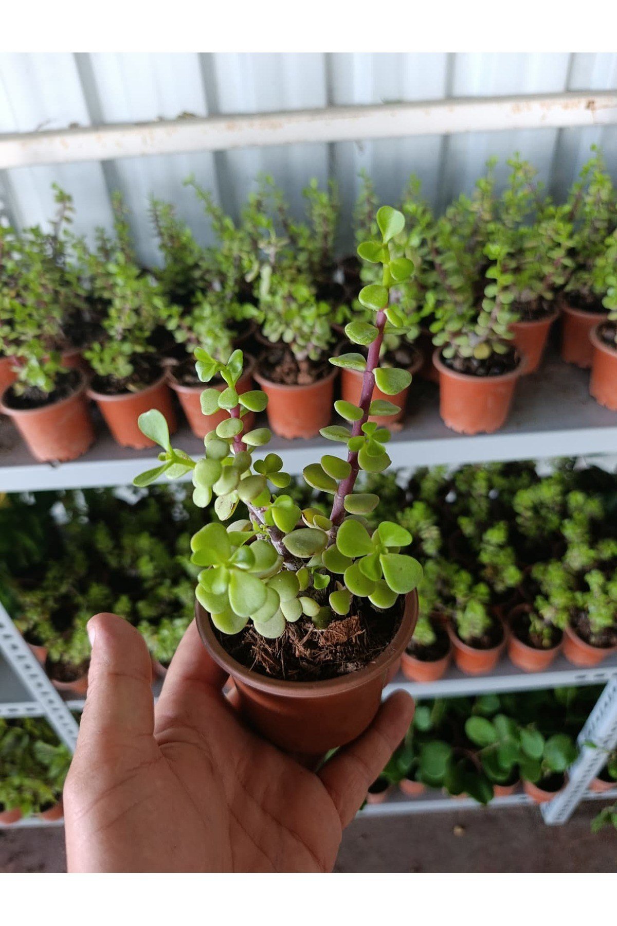 Orta Boy Para Çiçeği 10.5 Saksıda