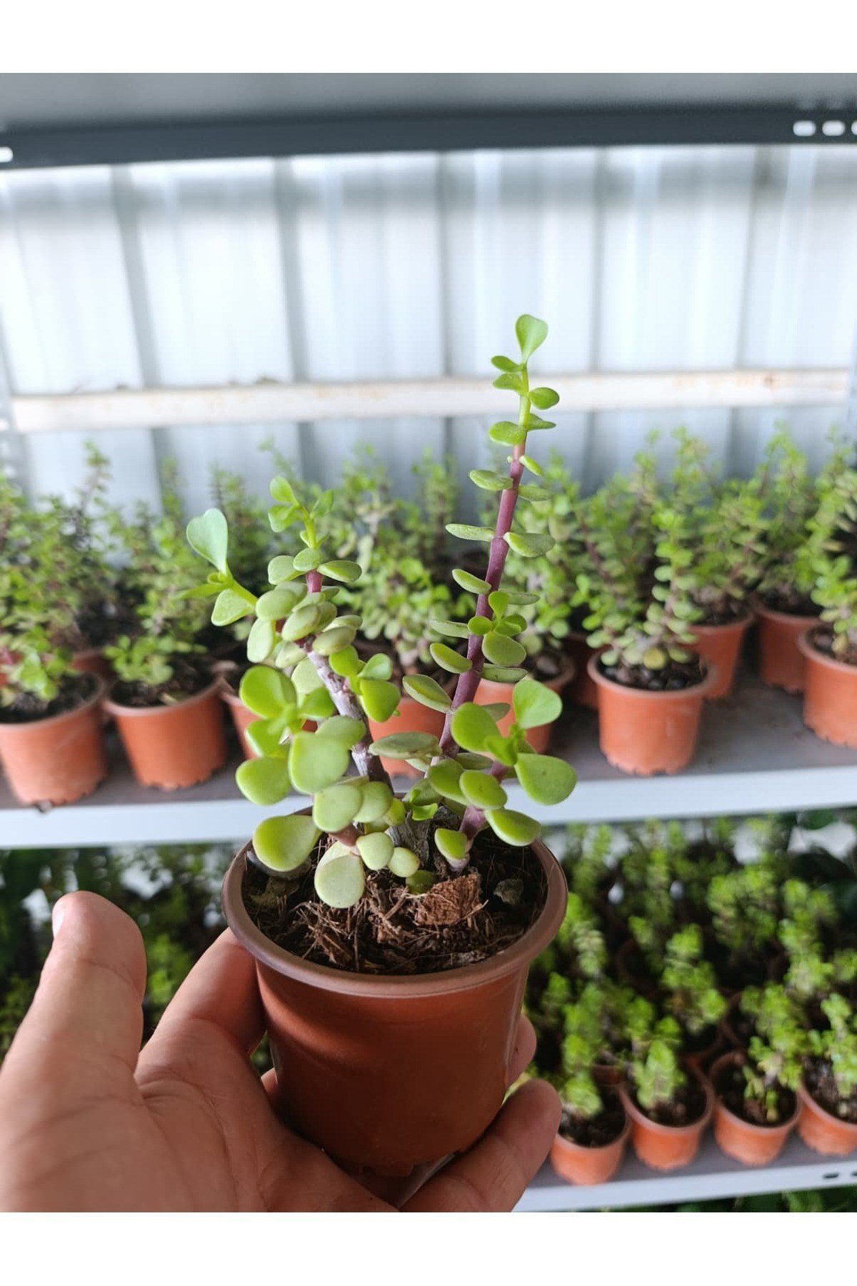 Orta Boy Para Çiçeği 10.5 Saksıda