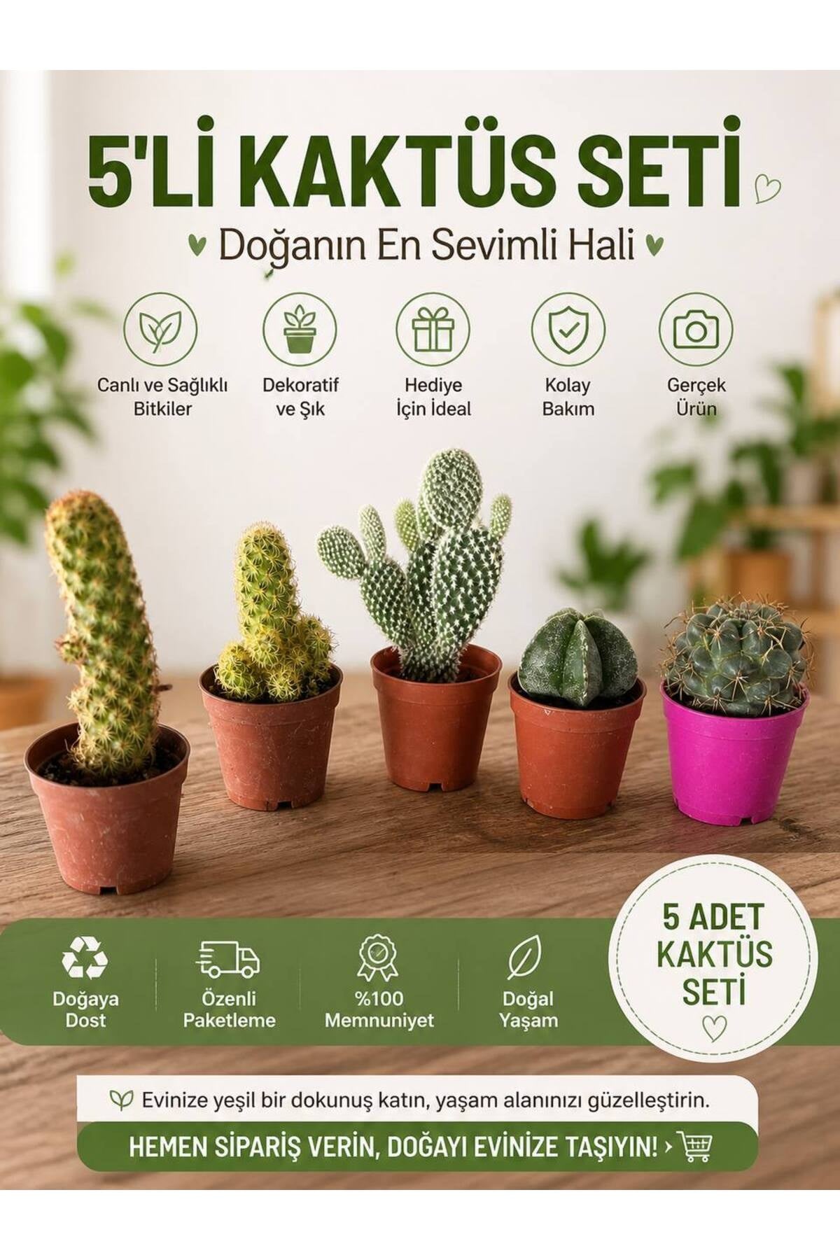 Özel 5 Adet Canlı Kaktüs Seti - Hediyelik Mini Bitki Koleksiyonu