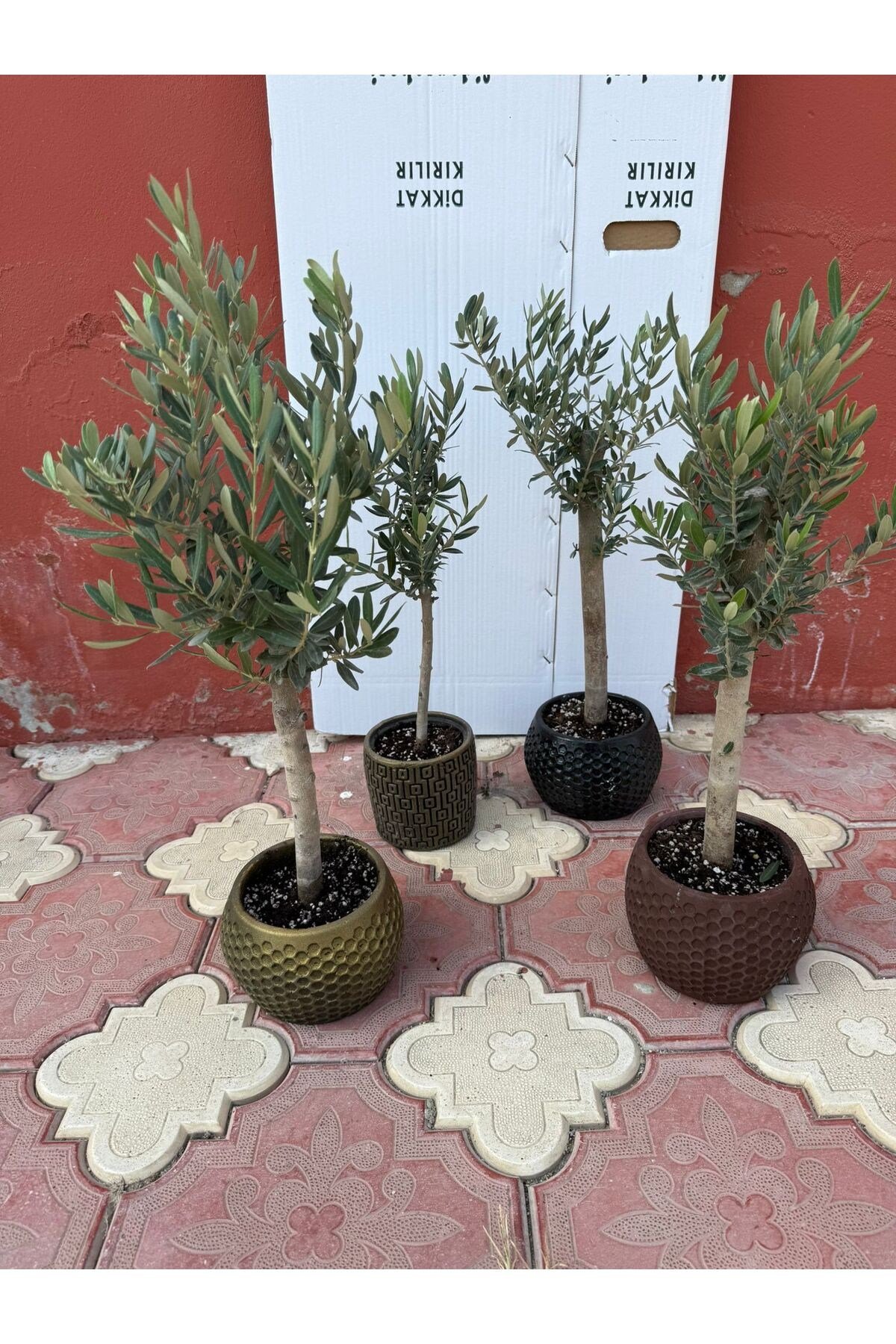 Özel Alçı Saksıda Bonzai Zeytin Fidanı