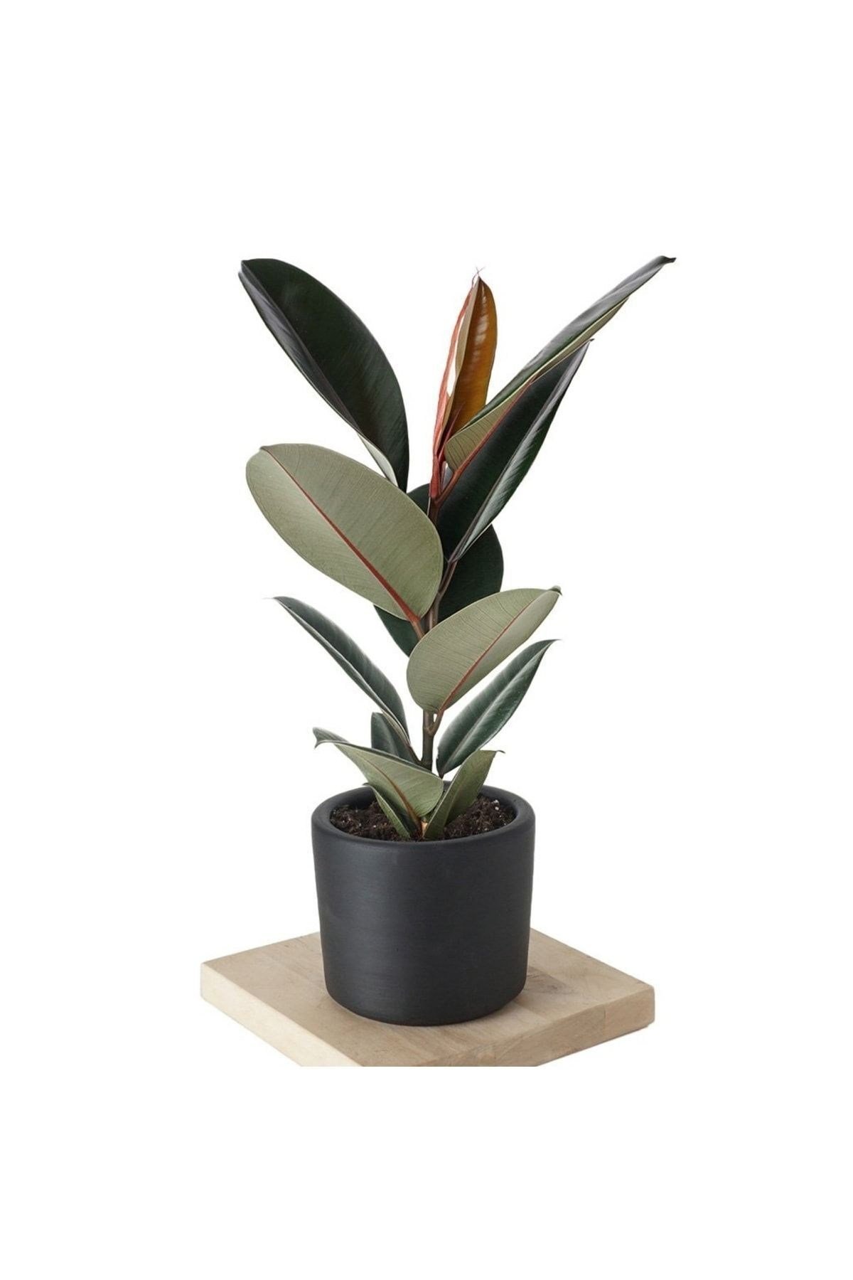 Özel Siyah Saksda Ficus Elastica (kauçuk Bitkisi) Large