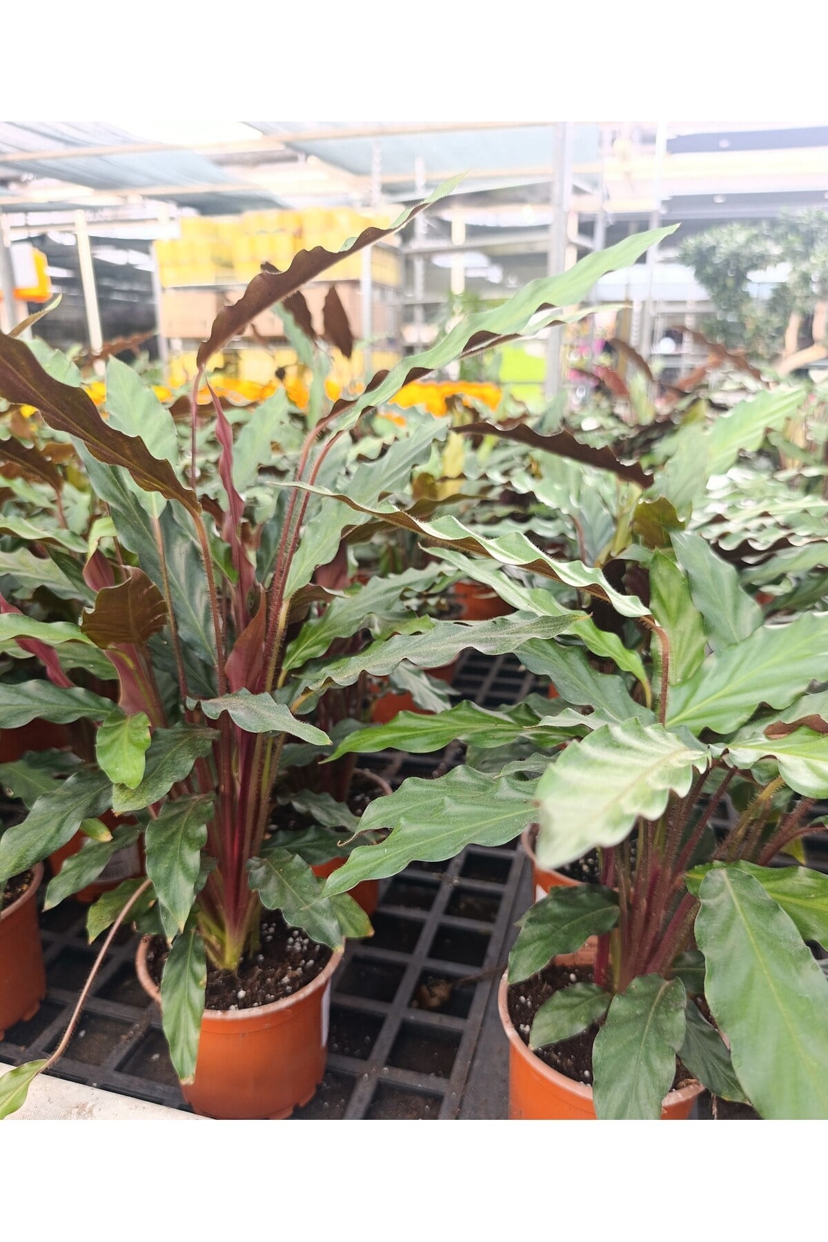 [Özel Üretim] Calathea Triostar (Dua Çiçeği) 14 cm Saksıda - Göz Alıcı Renkler ve Canlılık
