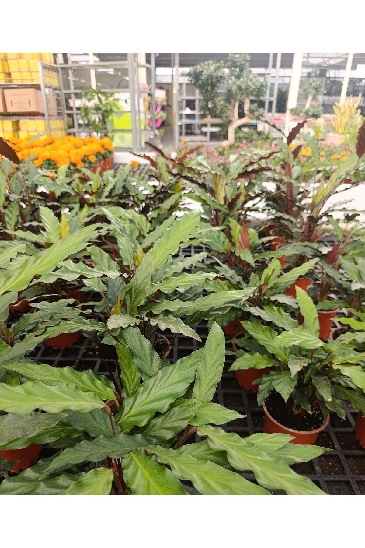 [Özel Üretim] Calathea Triostar (Dua Çiçeği) 14 cm Saksıda - Göz Alıcı Renkler ve Canlılık