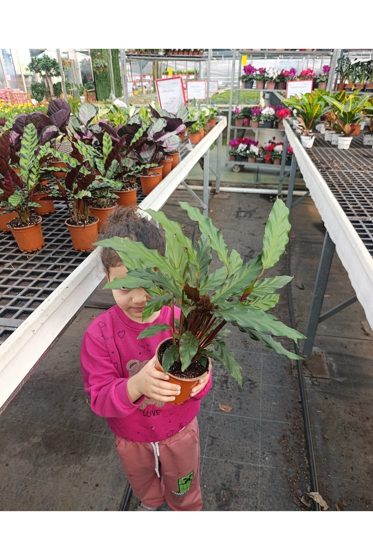 [Özel Üretim] Calathea Triostar (Dua Çiçeği) 14 cm Saksıda - Göz Alıcı Renkler ve Canlılık