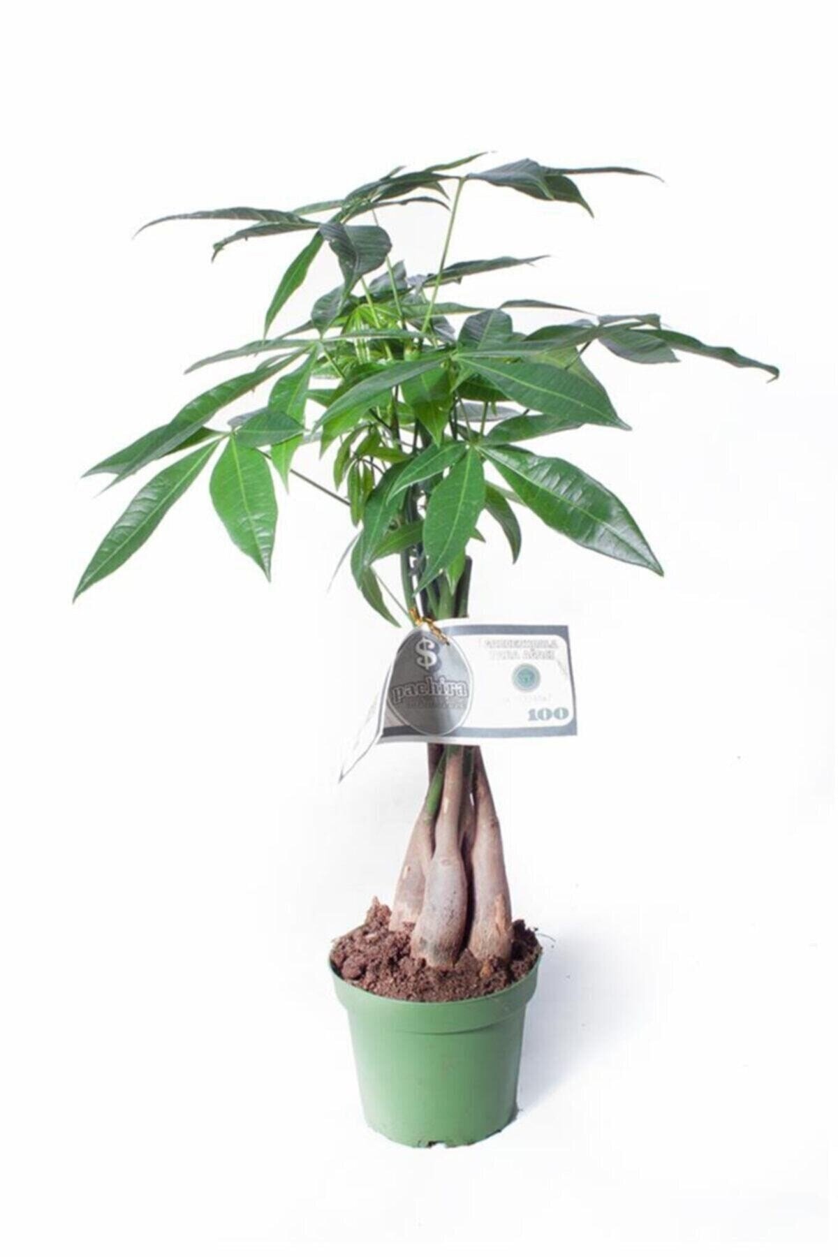 Pachira Aquatica - Örgülü Para Ağacı - Ev Ofis Salon Iç Mekan Bitkisi - 35-40 Cm